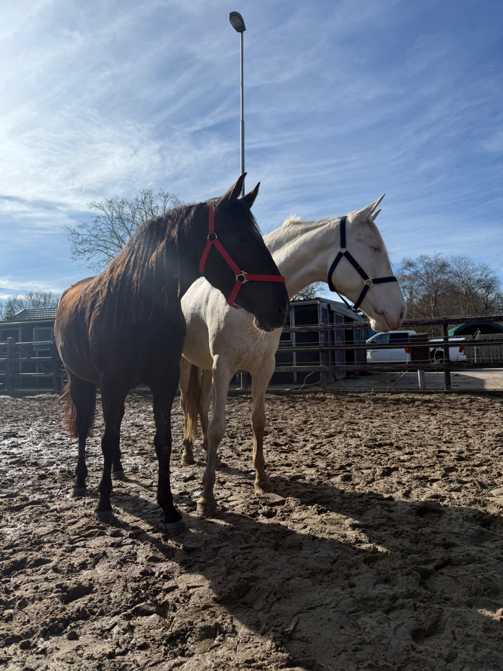 allround-pony merrie 4 years old donkerbruin for sale - Photo 2