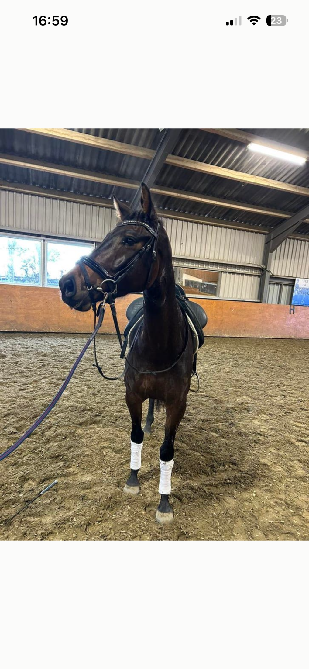 kwpn dressuurpaard merrie 4 years old bruin for sale - Photo 2