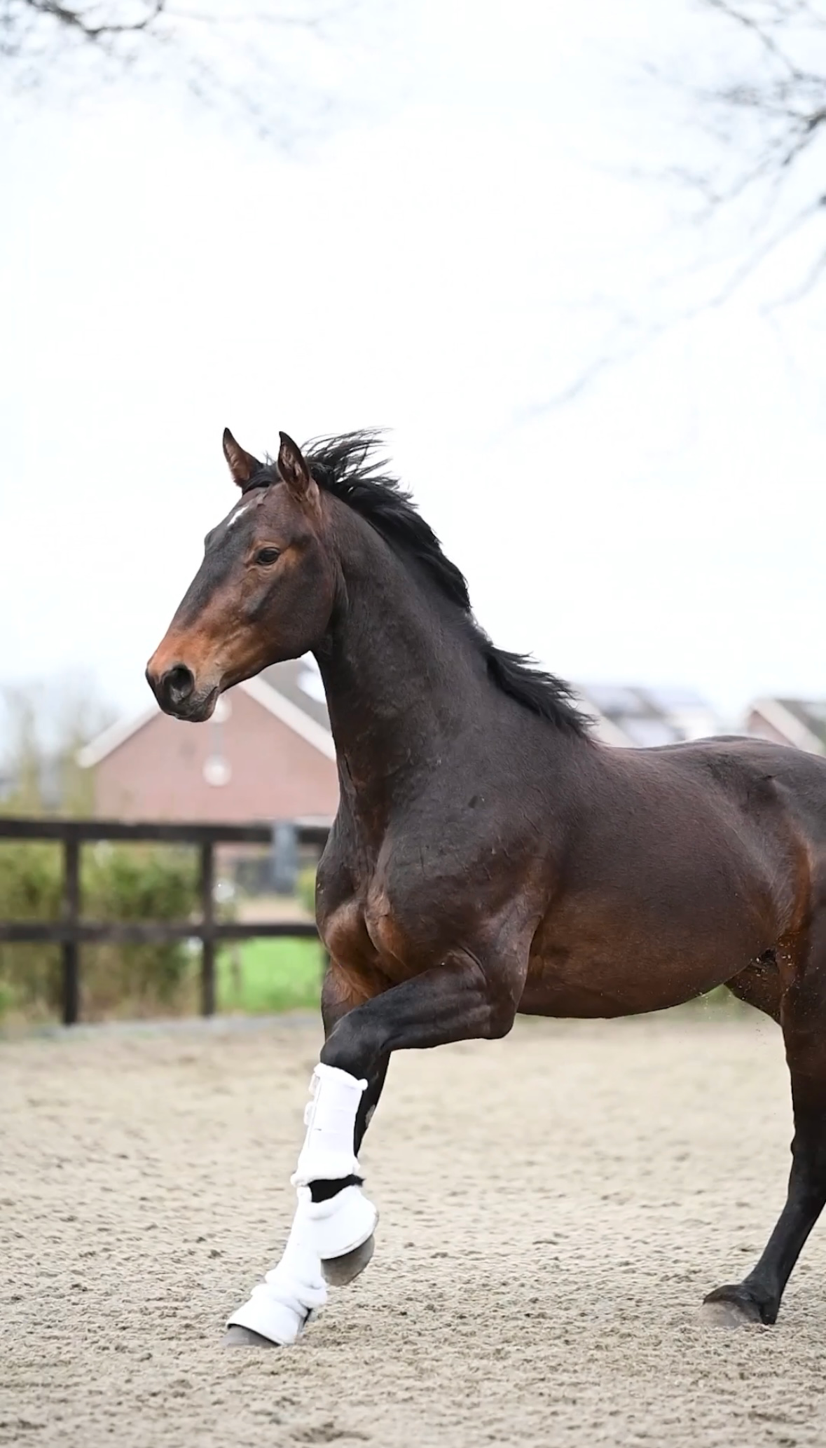 Small size Glamourdale gelding
