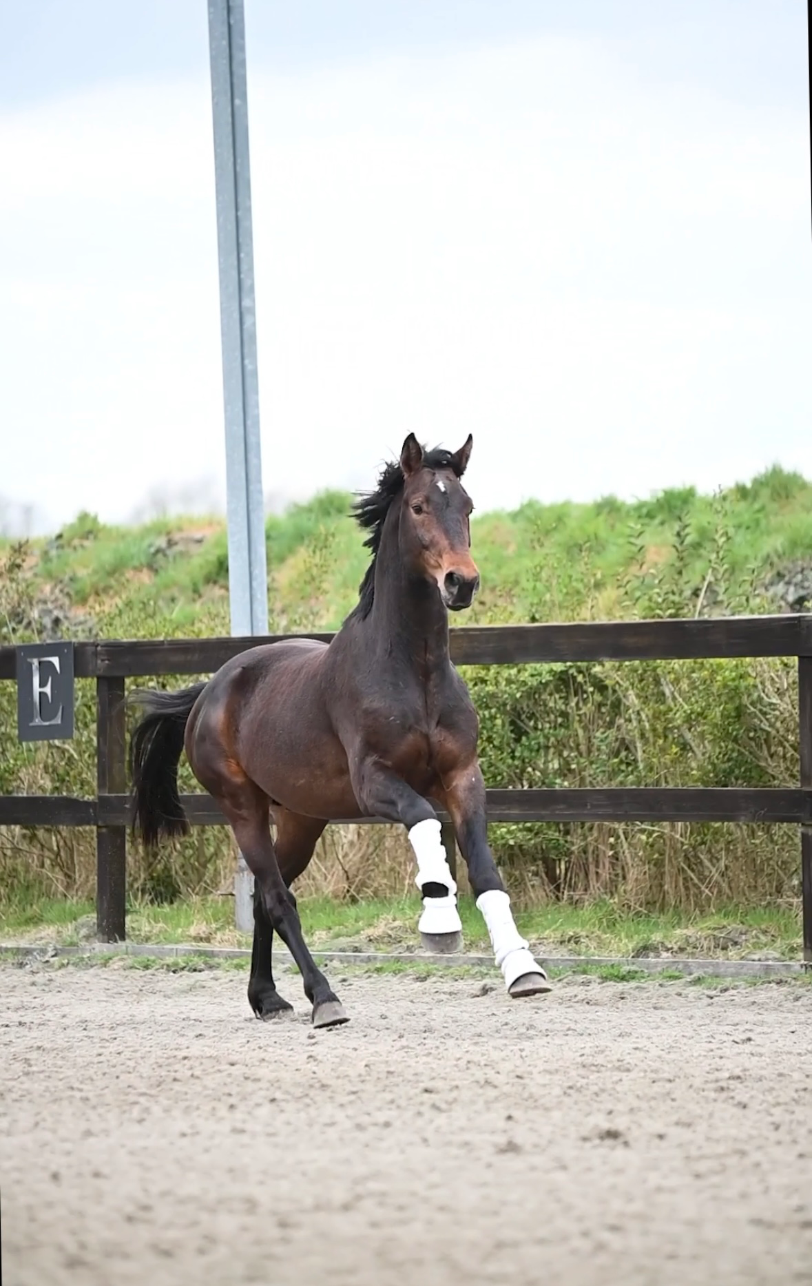 westfalen dressuurpaard ruin 4 years old donkerbruin for sale - Photo 2