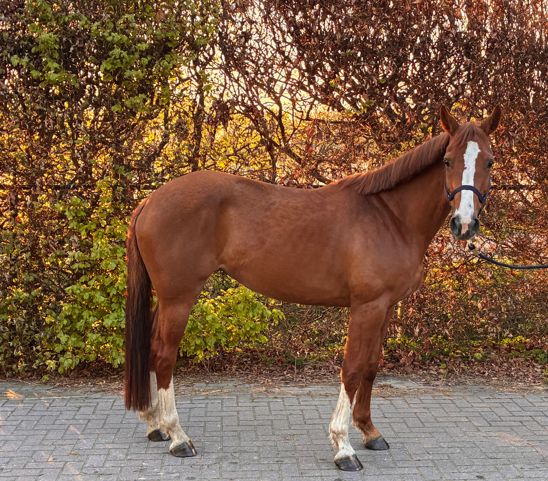 Poney E sage à vendre