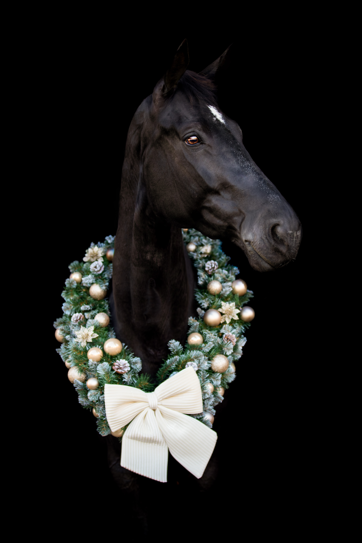 kwpn dressuurpaard merrie 9 Jahre alt zwart zu verkaufen - Foto 3