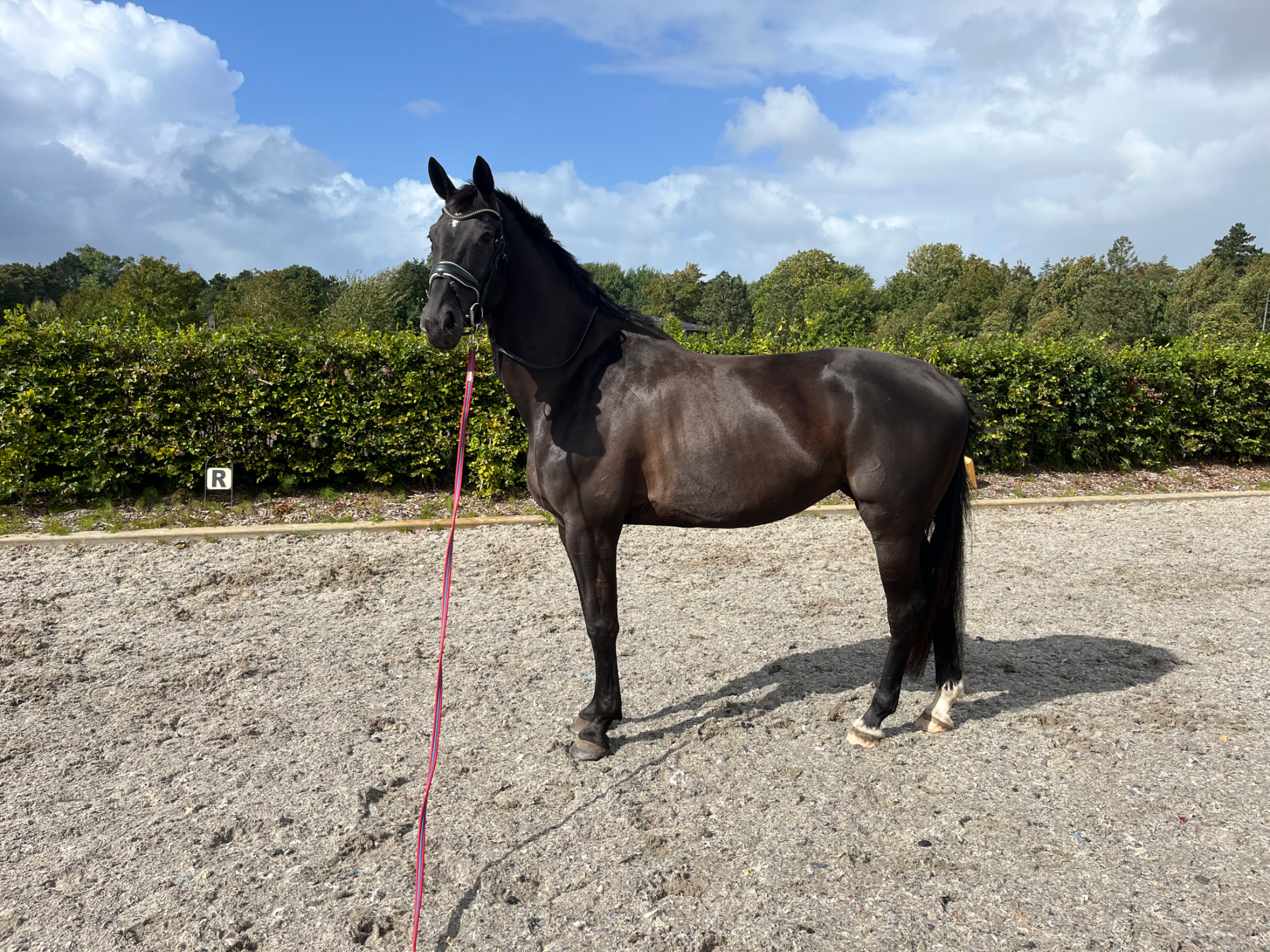 kwpn dressuurpaard merrie 9 Jahre alt zwart zu verkaufen - Foto 4
