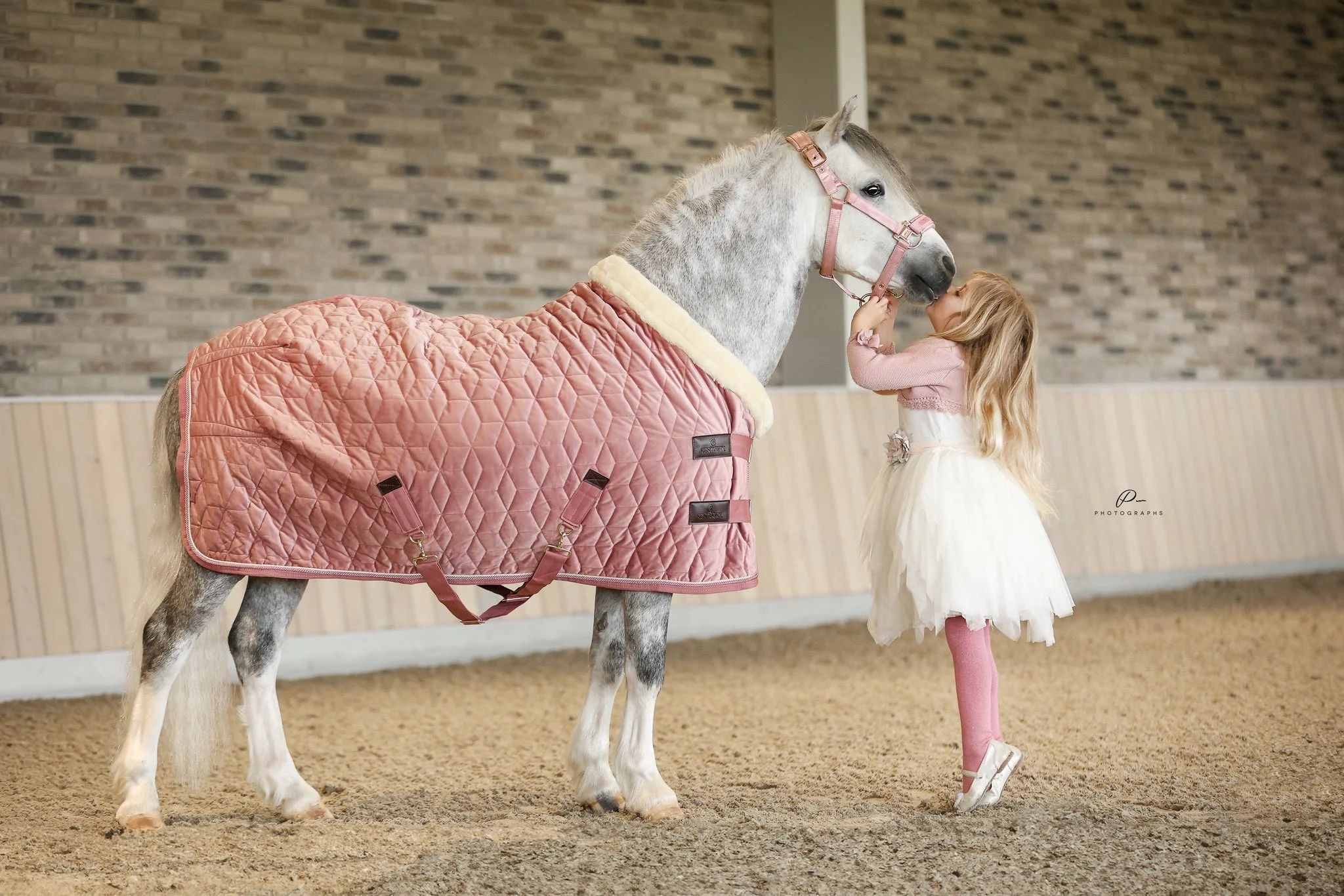 welsh allround-pony ruin 8 Jahre alt schimmel zu verkaufen - Hauptfoto
