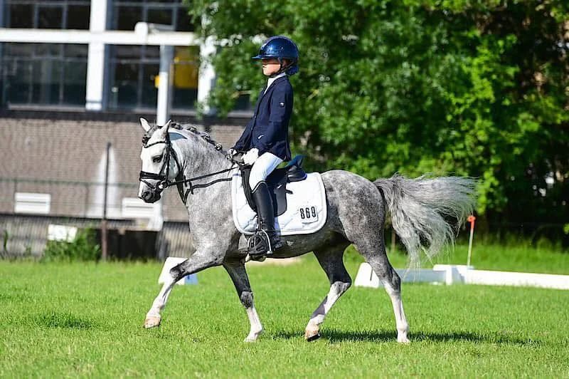 welsh allround-pony ruin 8 Jahre alt schimmel zu verkaufen - Foto 2