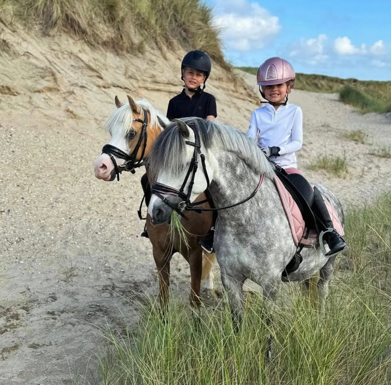welsh allround-pony ruin 8 Jahre alt schimmel zu verkaufen - Foto 3