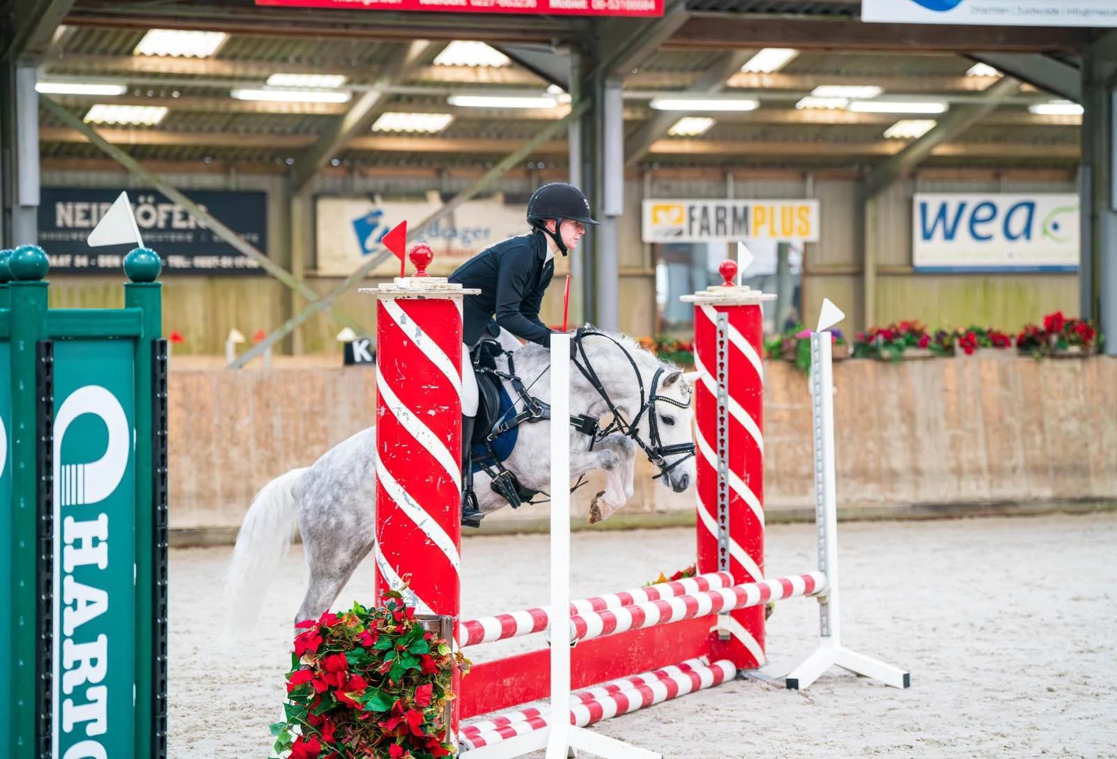 welsh allround-pony ruin 8 Jahre alt schimmel zu verkaufen - Foto 4