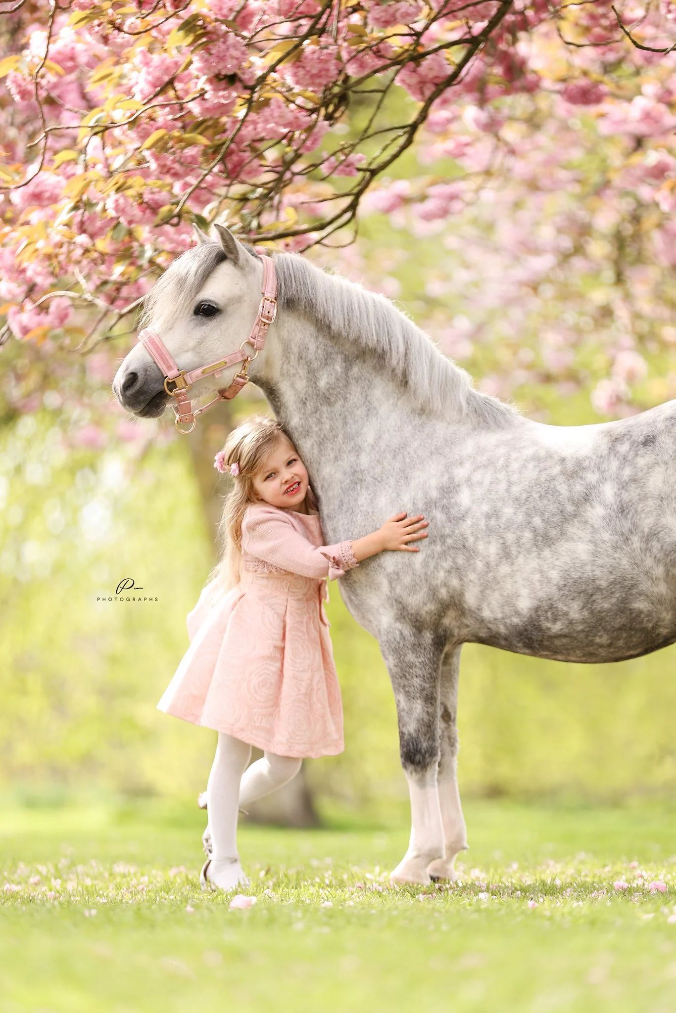welsh allround-pony ruin 8 Jahre alt schimmel zu verkaufen - Foto 5