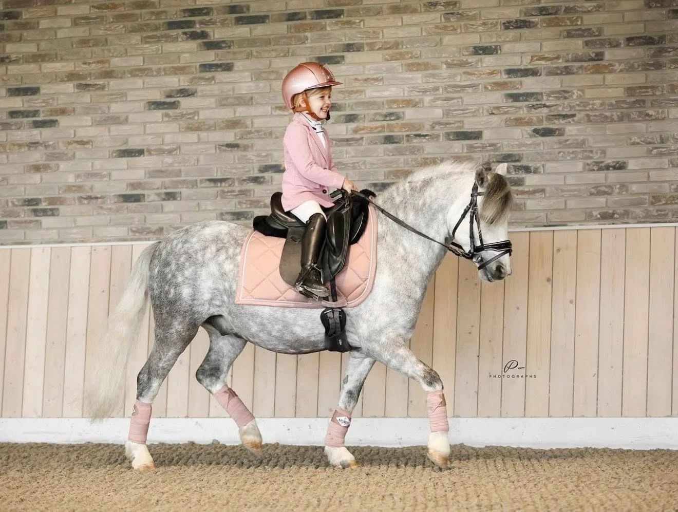 welsh allround-pony ruin 8 Jahre alt schimmel zu verkaufen - Foto 6