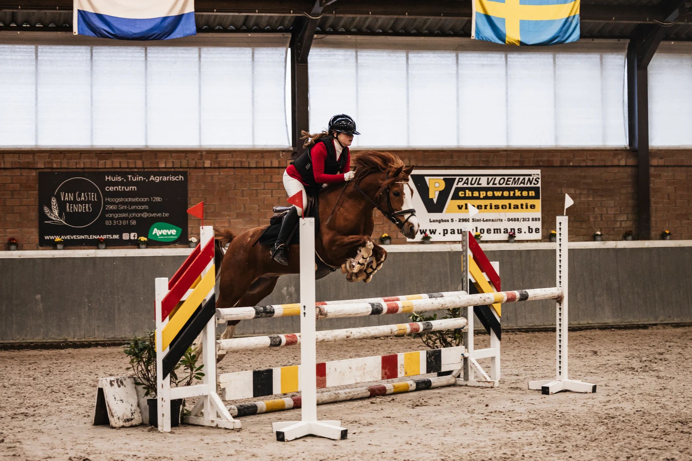 bwp allround-pony ruin 13 vuotta vos myytävänä - Kuva 6