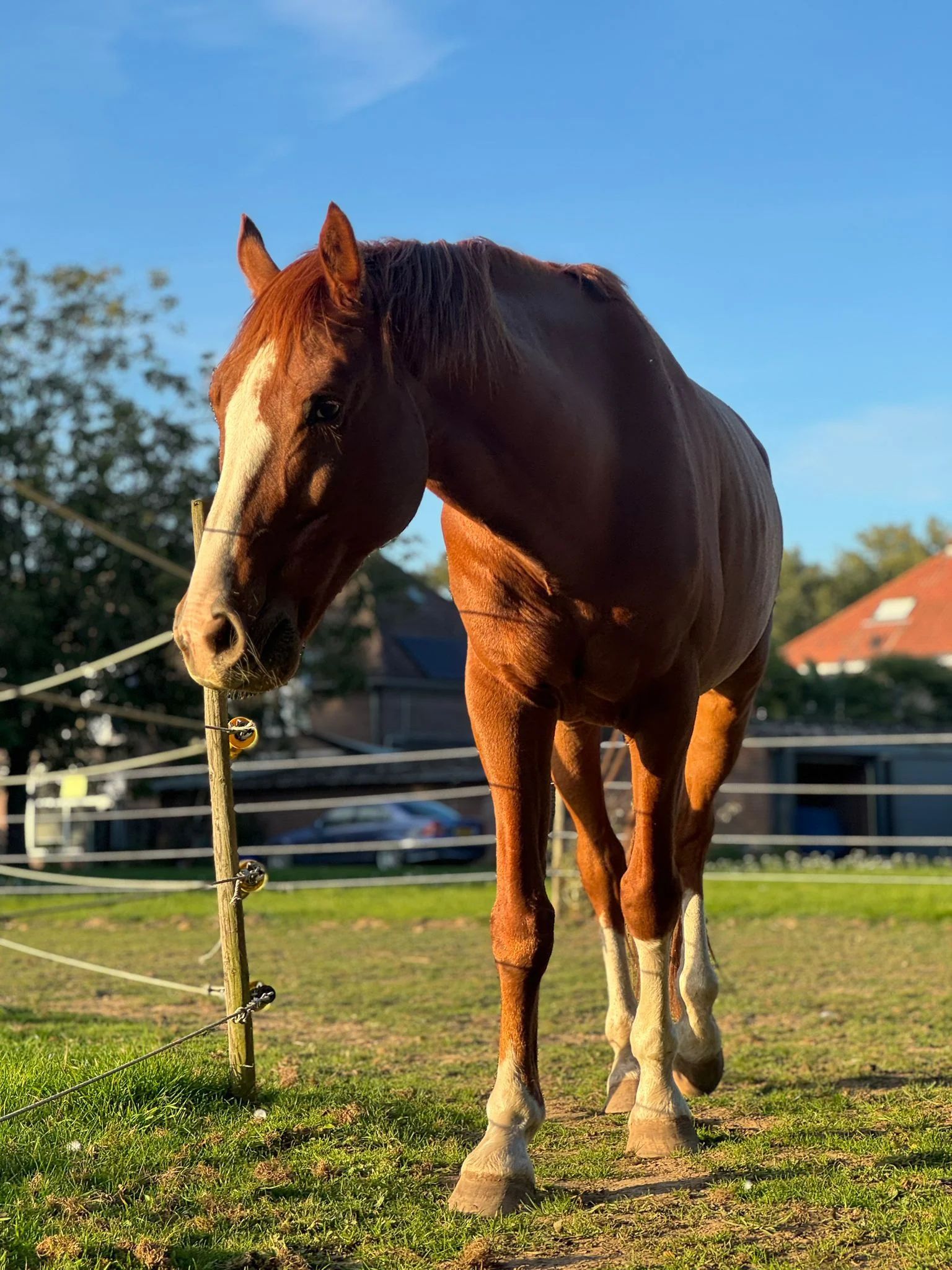 kwpn dressuurpaard ruin 10 år vos till salu - Foto 6