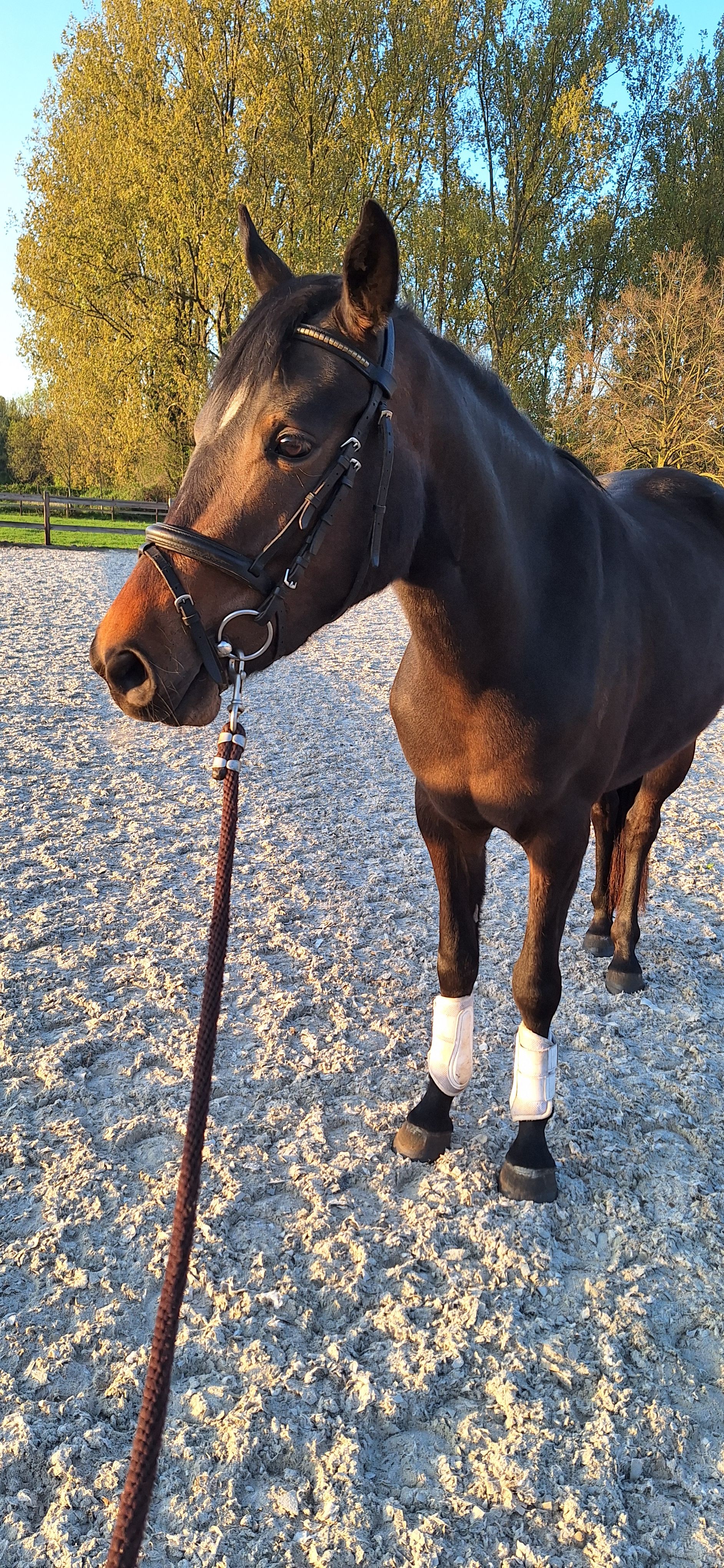 bwp allround-pony merrie 3 ani donkerbruin de vânzare - Foto 3