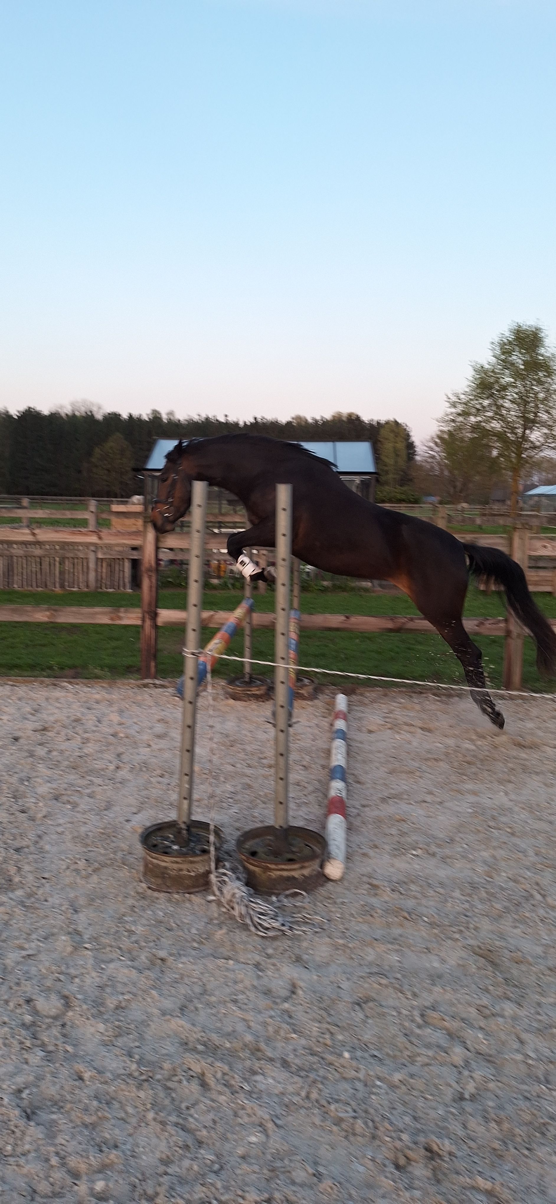 bwp allround-pony merrie 3 ani donkerbruin de vânzare - Foto 4