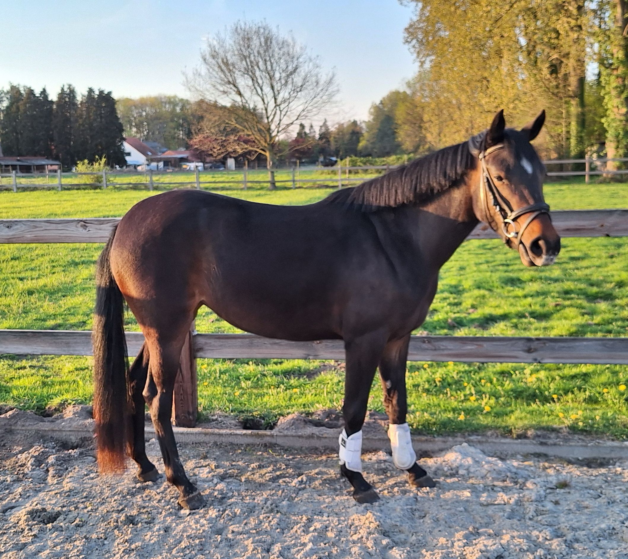 bwp allround-pony merrie 3 ani donkerbruin de vânzare - Foto 2