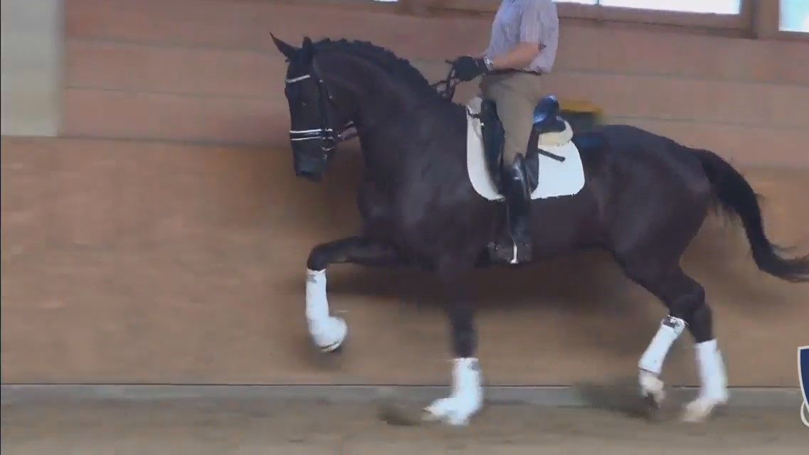 Cavalo de dressage nascido em 2012 para venda, adequado para St George