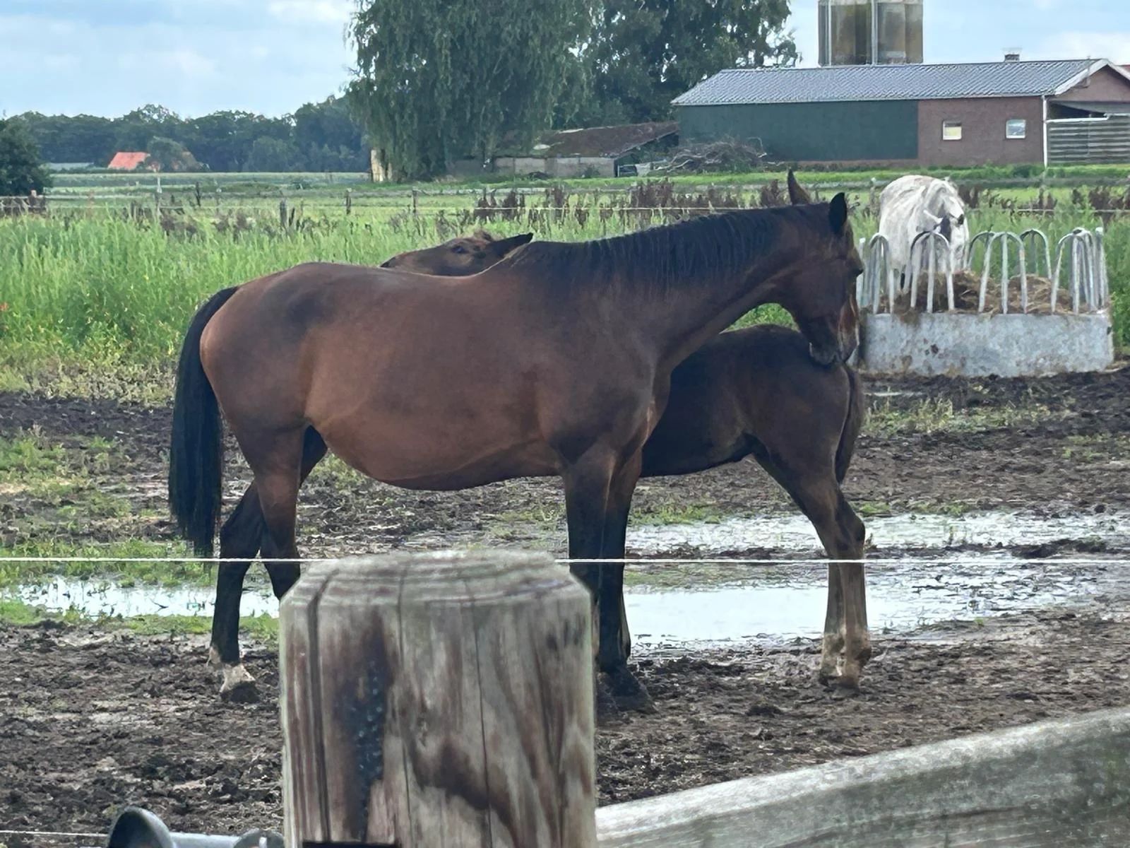 kwpn springpaard merrie 21 años bruin en venta - Foto 2