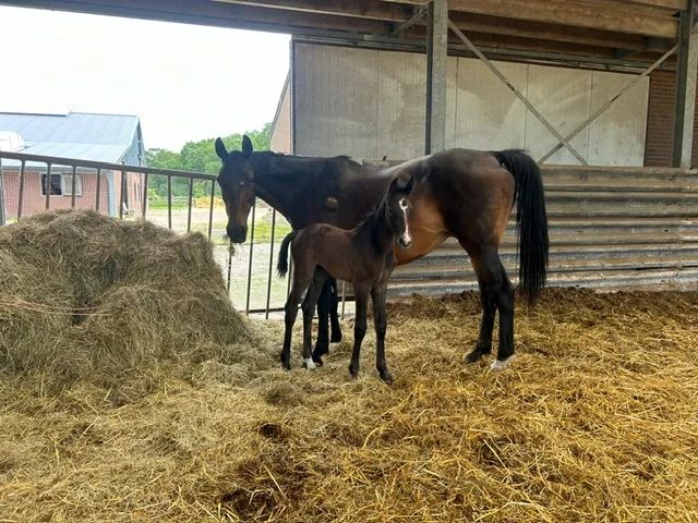 kwpn springpaard merrie 21 años bruin en venta - Foto principal