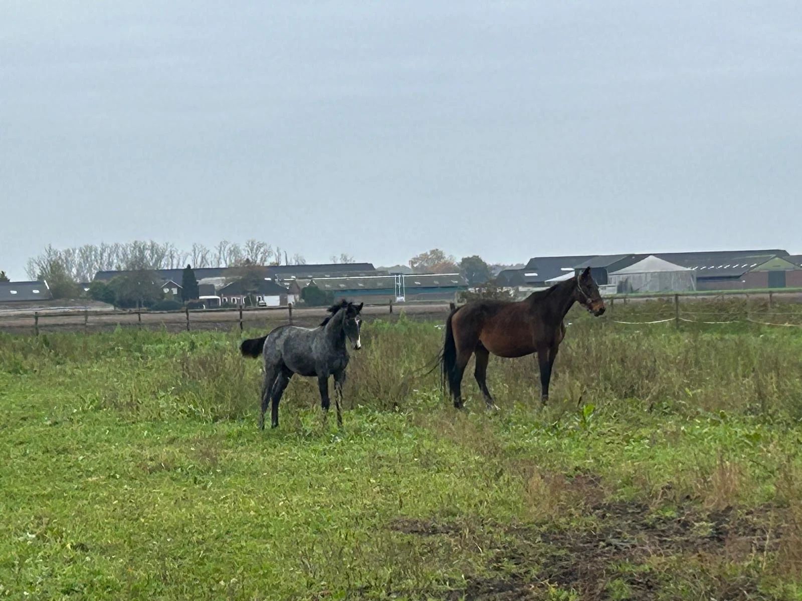kwpn springpaard merrie 21 años bruin en venta - Foto 3