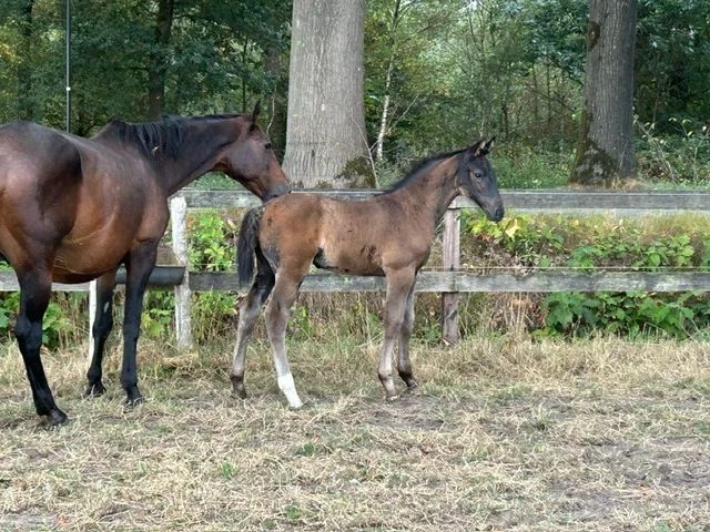 kwpn springpaard merrie 21 años bruin en venta - Foto 4