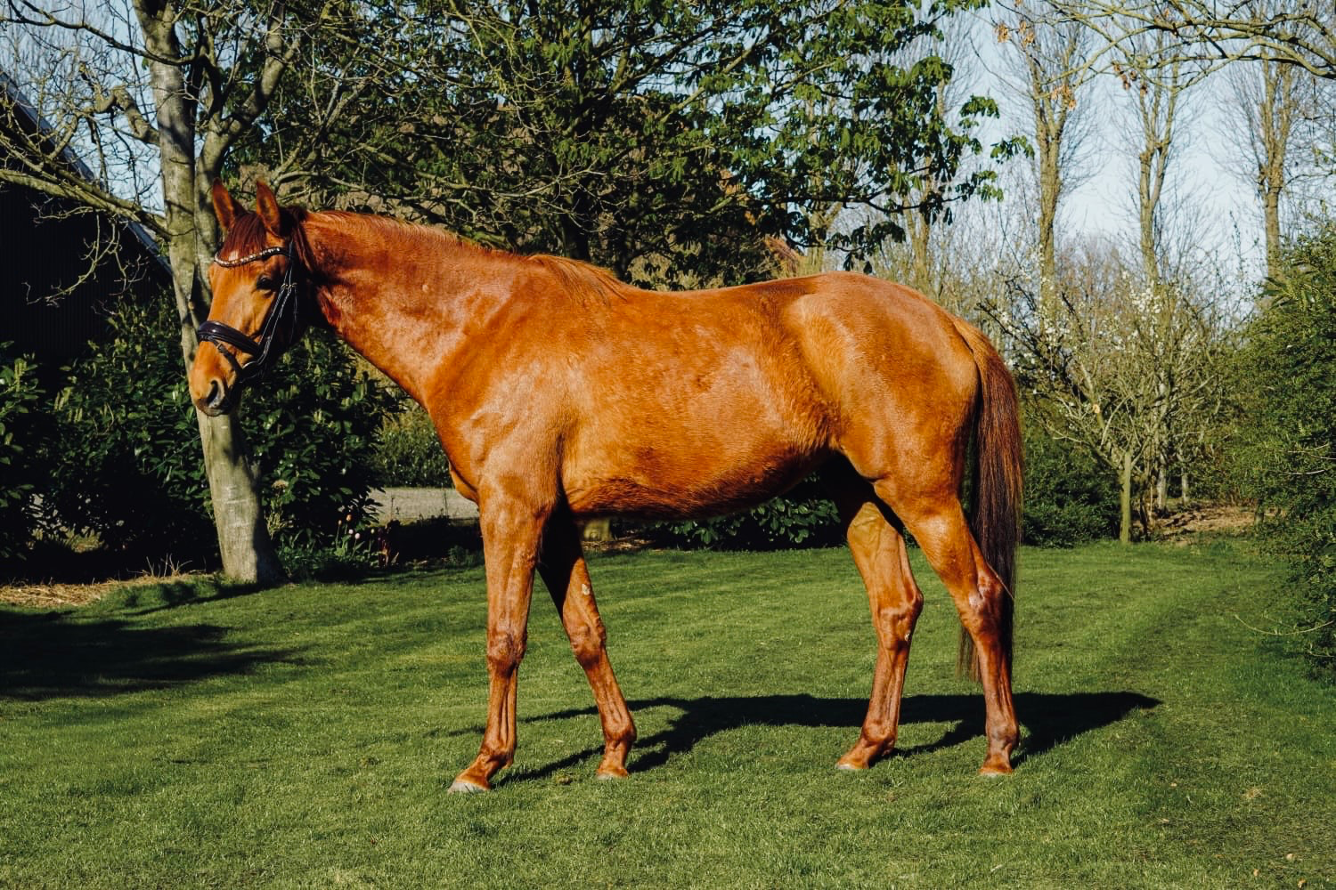 kwpn allrounder merrie 3 years old vos for sale - Photo 2