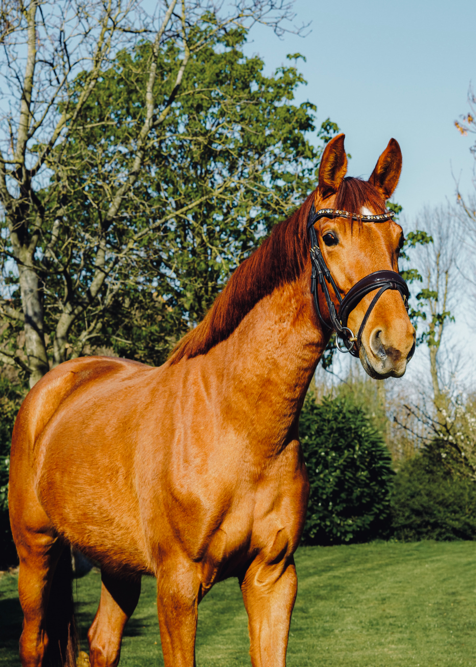 kwpn allrounder merrie 3 years old vos for sale - Main photo