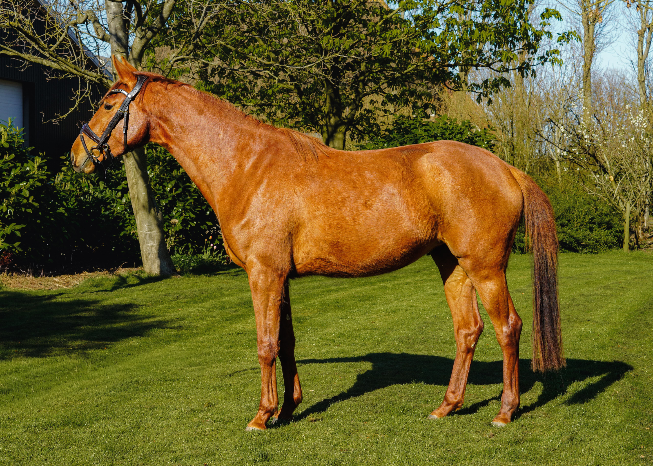 kwpn allrounder merrie 3 years old vos for sale - Photo 3