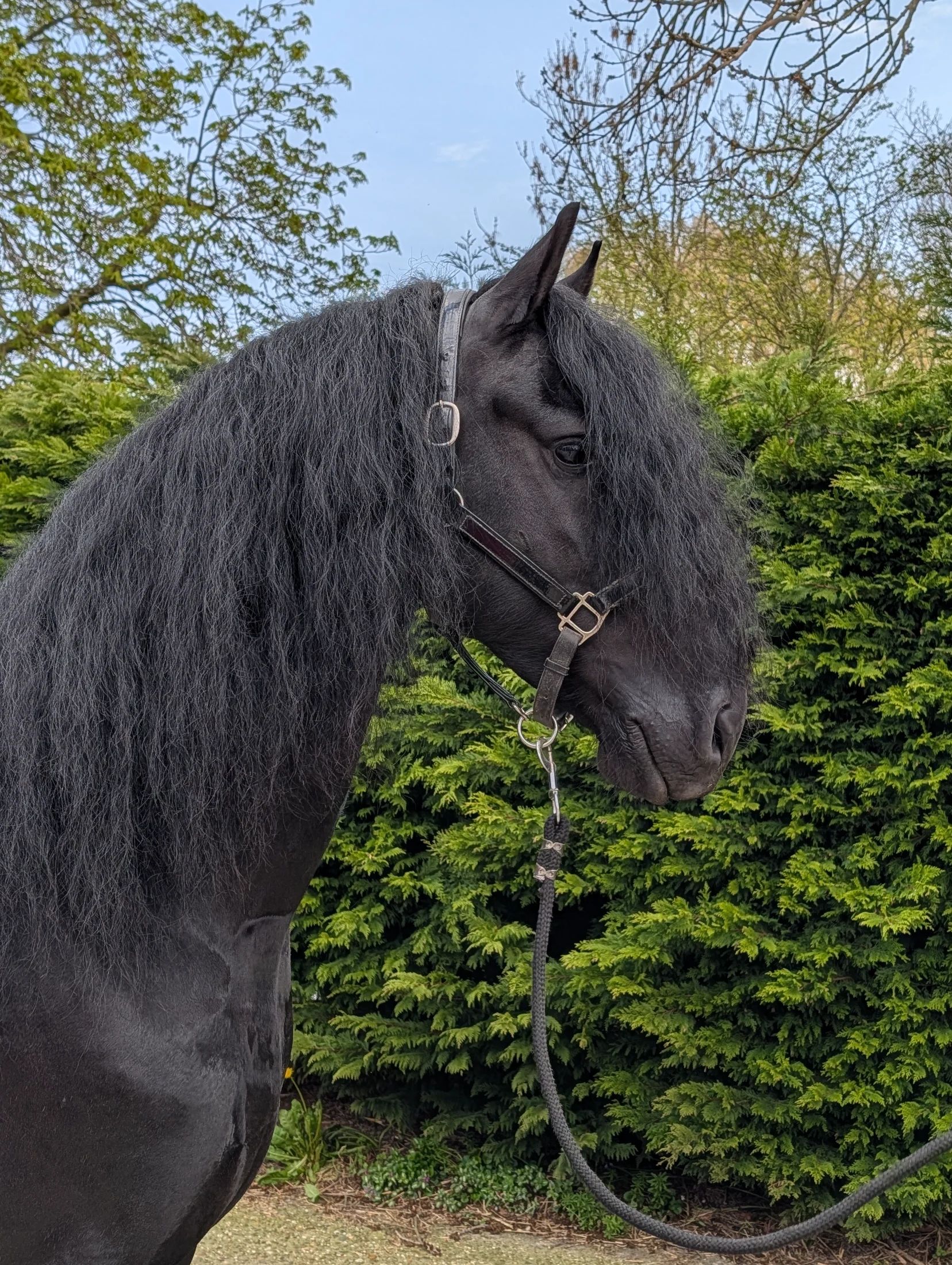 dressuurpaard hengst 5 år zwart till salu - Foto 2