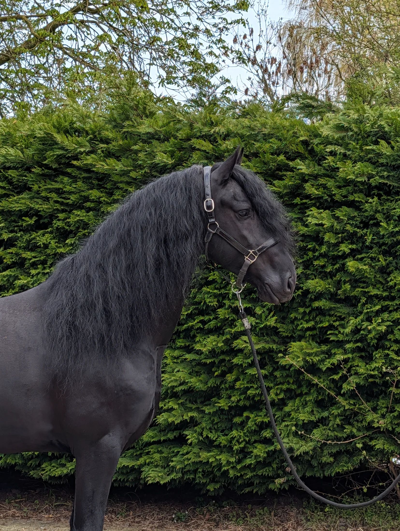 dressuurpaard hengst 5 år zwart till salu - Foto 3