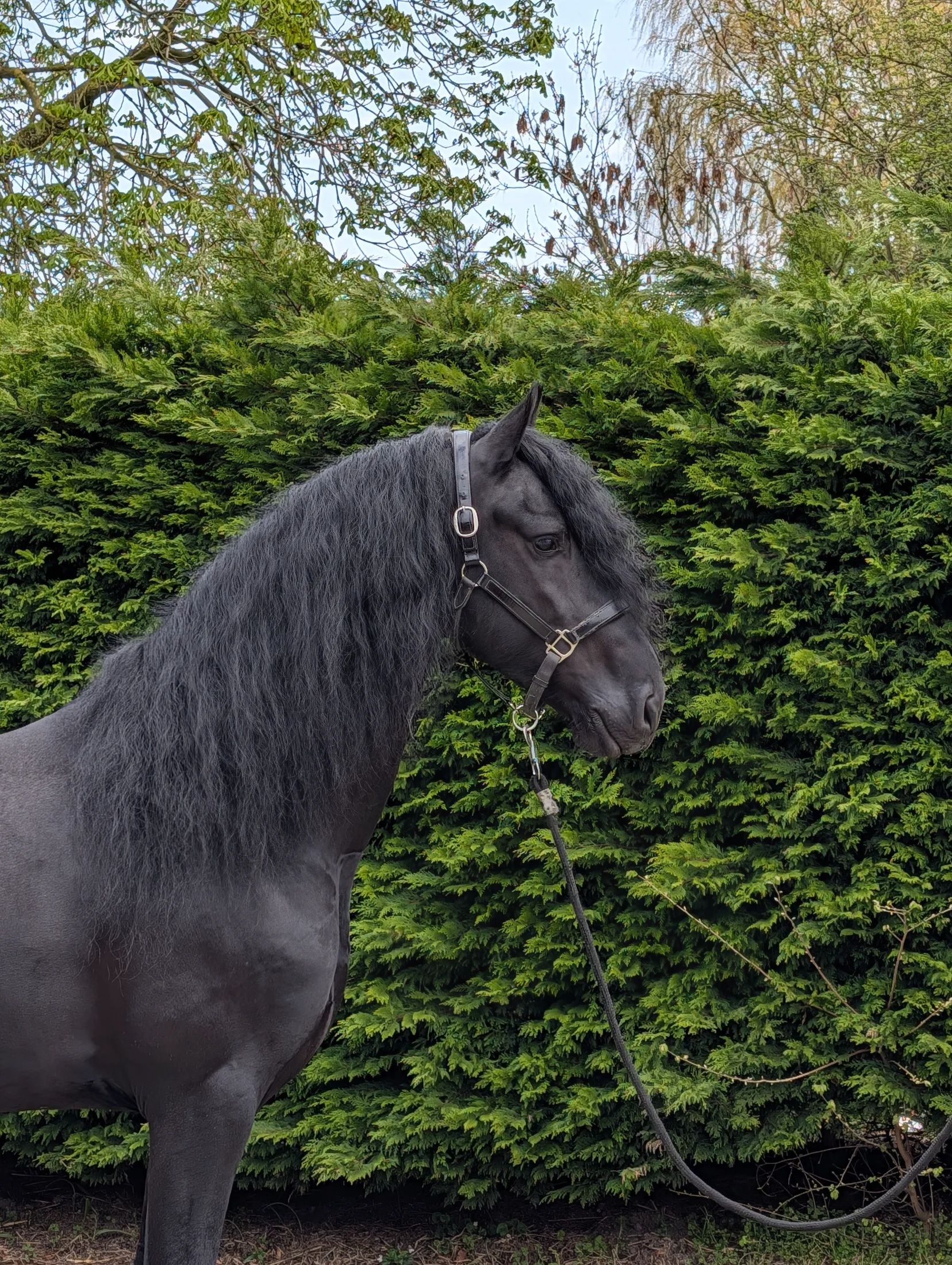 dressuurpaard hengst 5 år zwart till salu - Foto 4