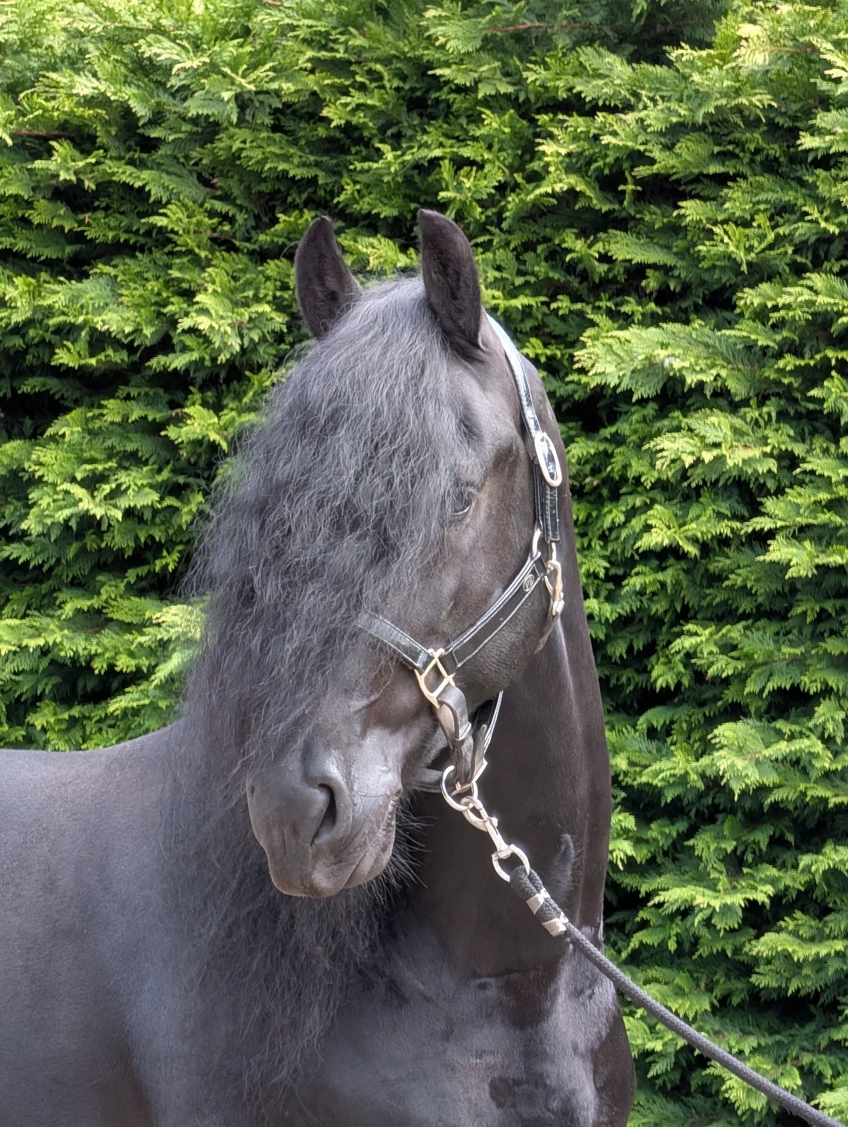 dressuurpaard hengst 5 år zwart till salu - Foto 5