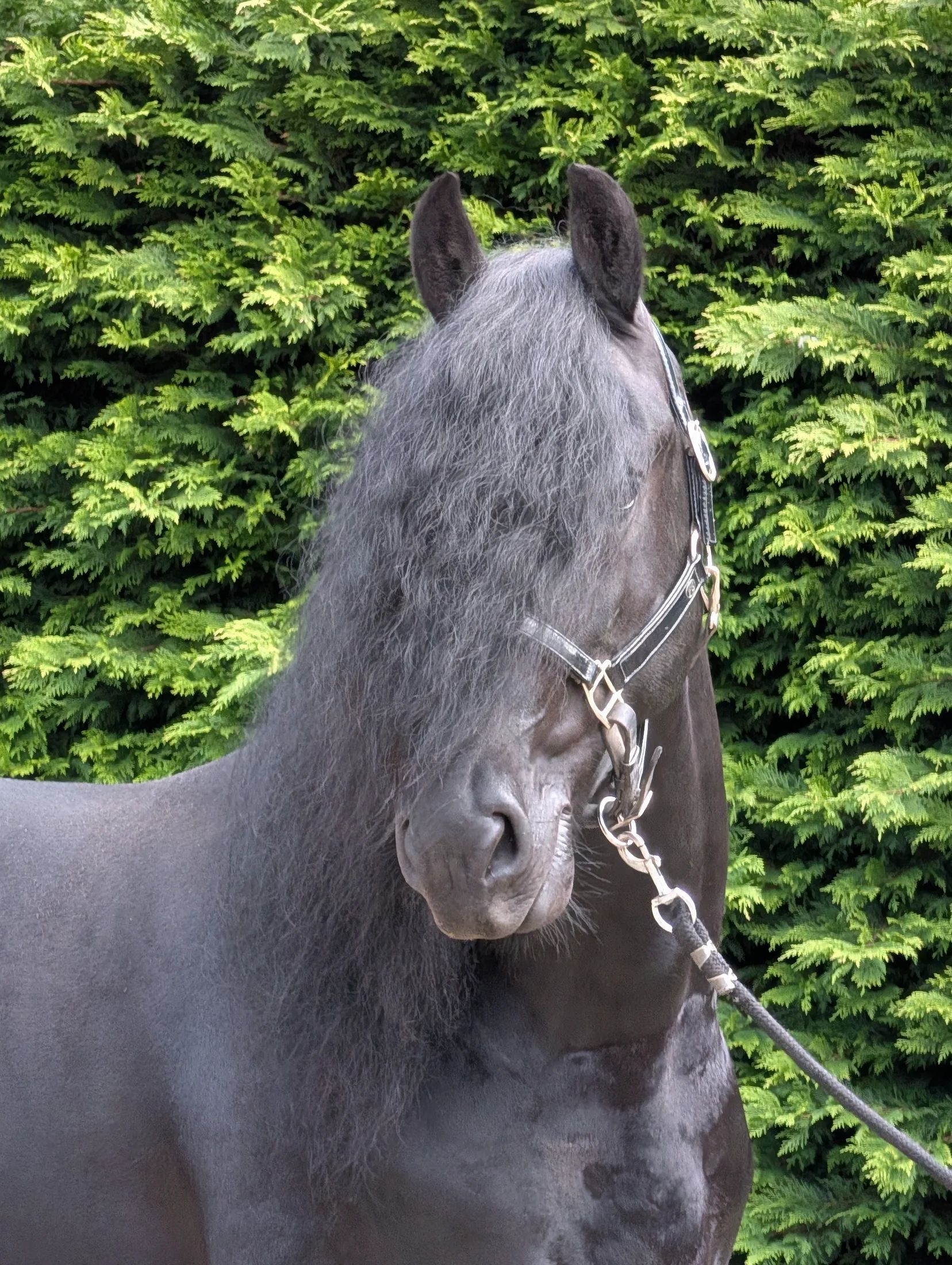 dressuurpaard hengst 5 år zwart till salu - Foto 6