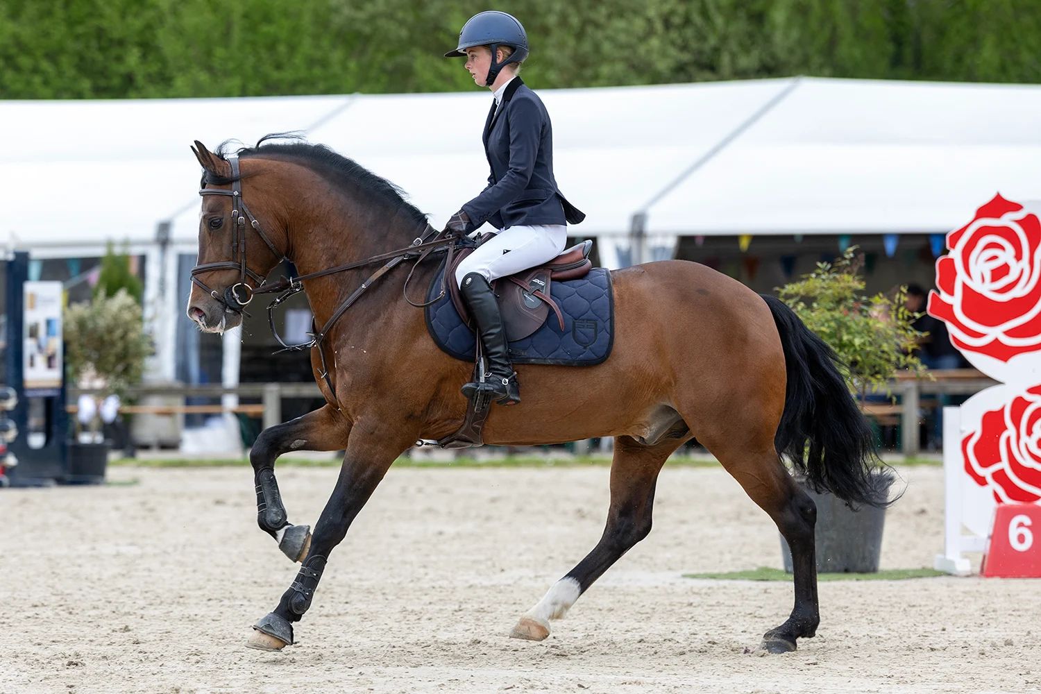 new-forest allround-pony ruin 12 years old donkerbruin for sale - Main photo