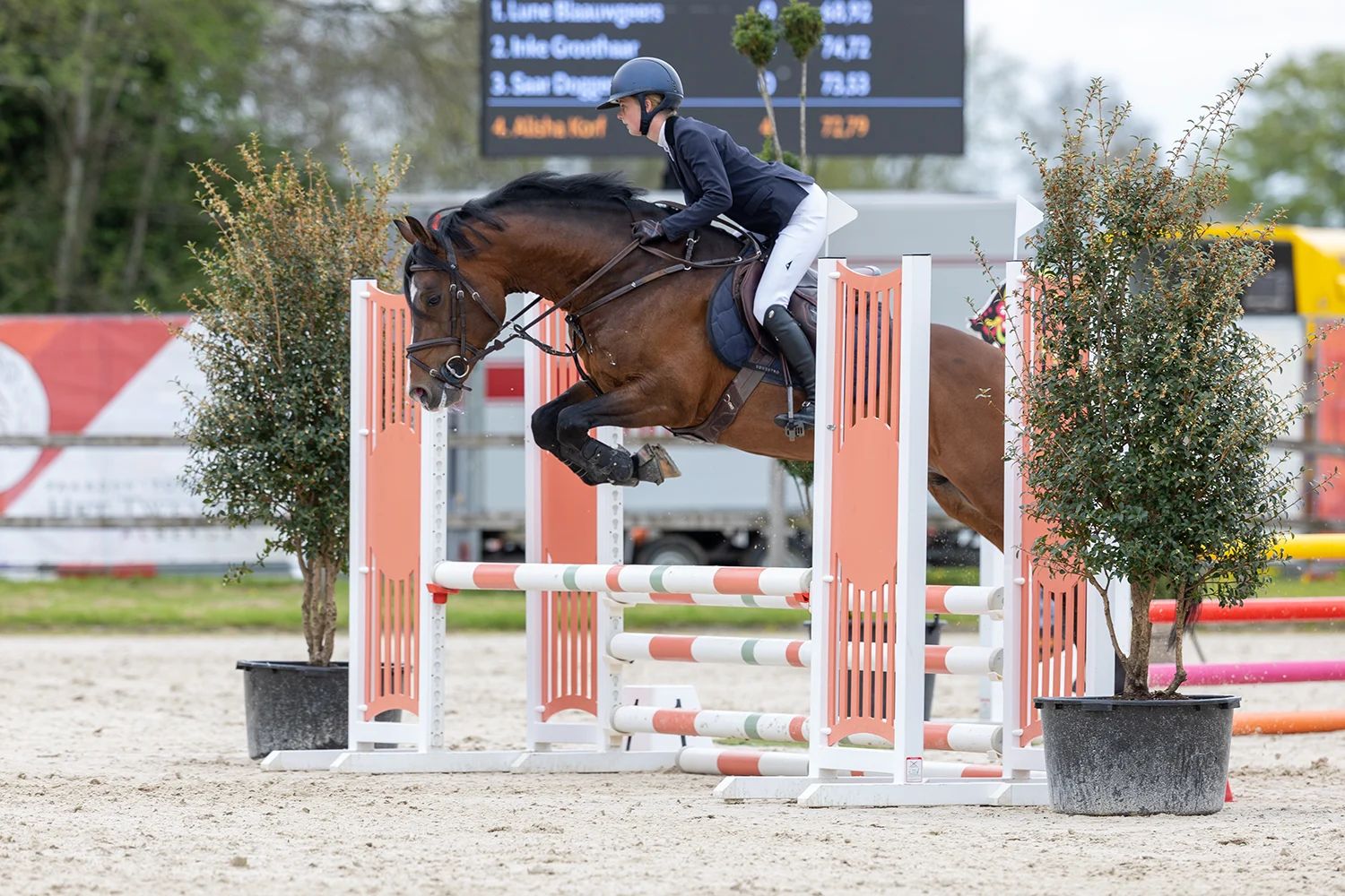 new-forest allround-pony ruin 12 years old donkerbruin for sale - Photo 2