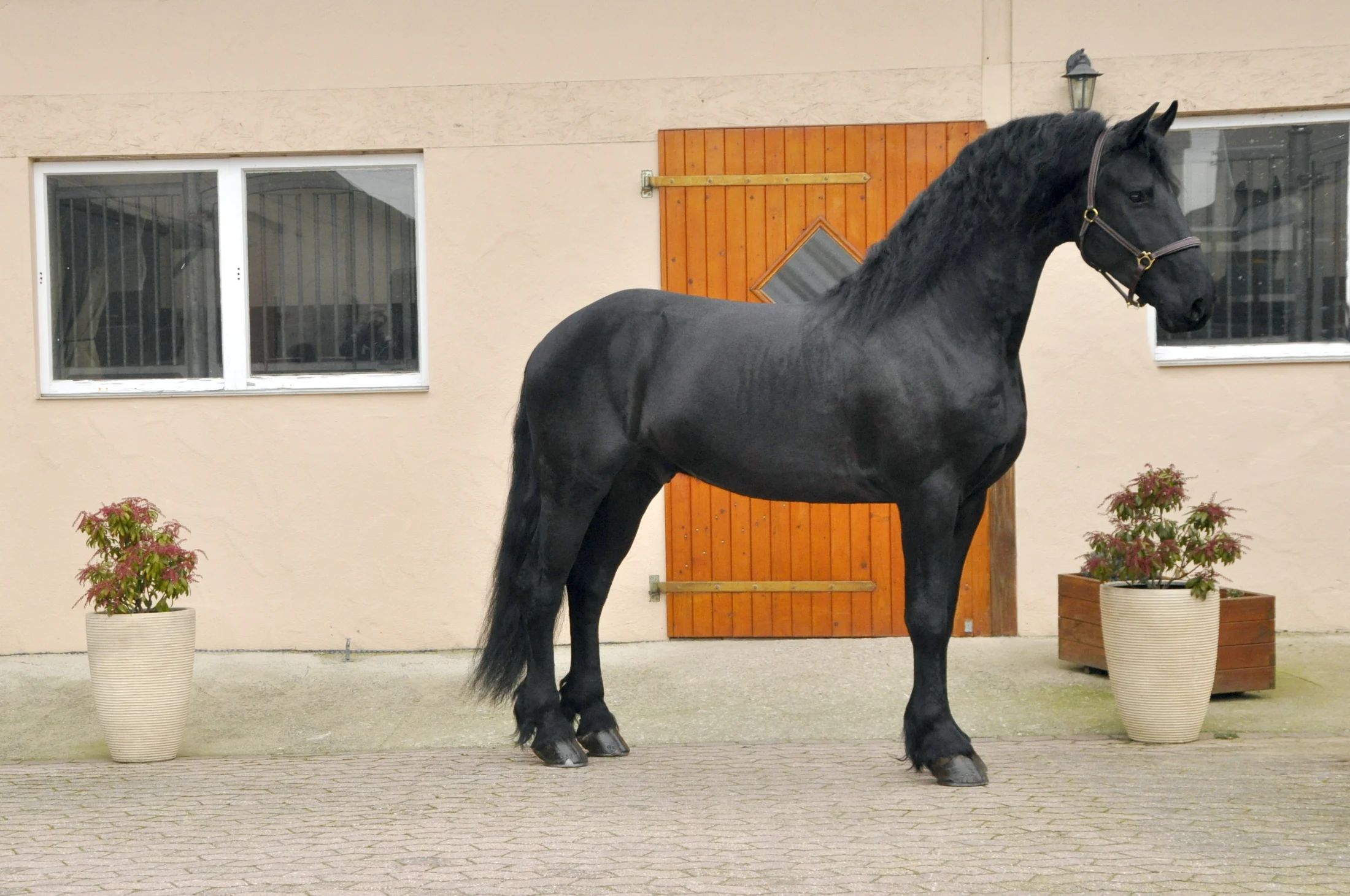 黄金の性格を持つ、大きくて優しい牡馬（Hengst）