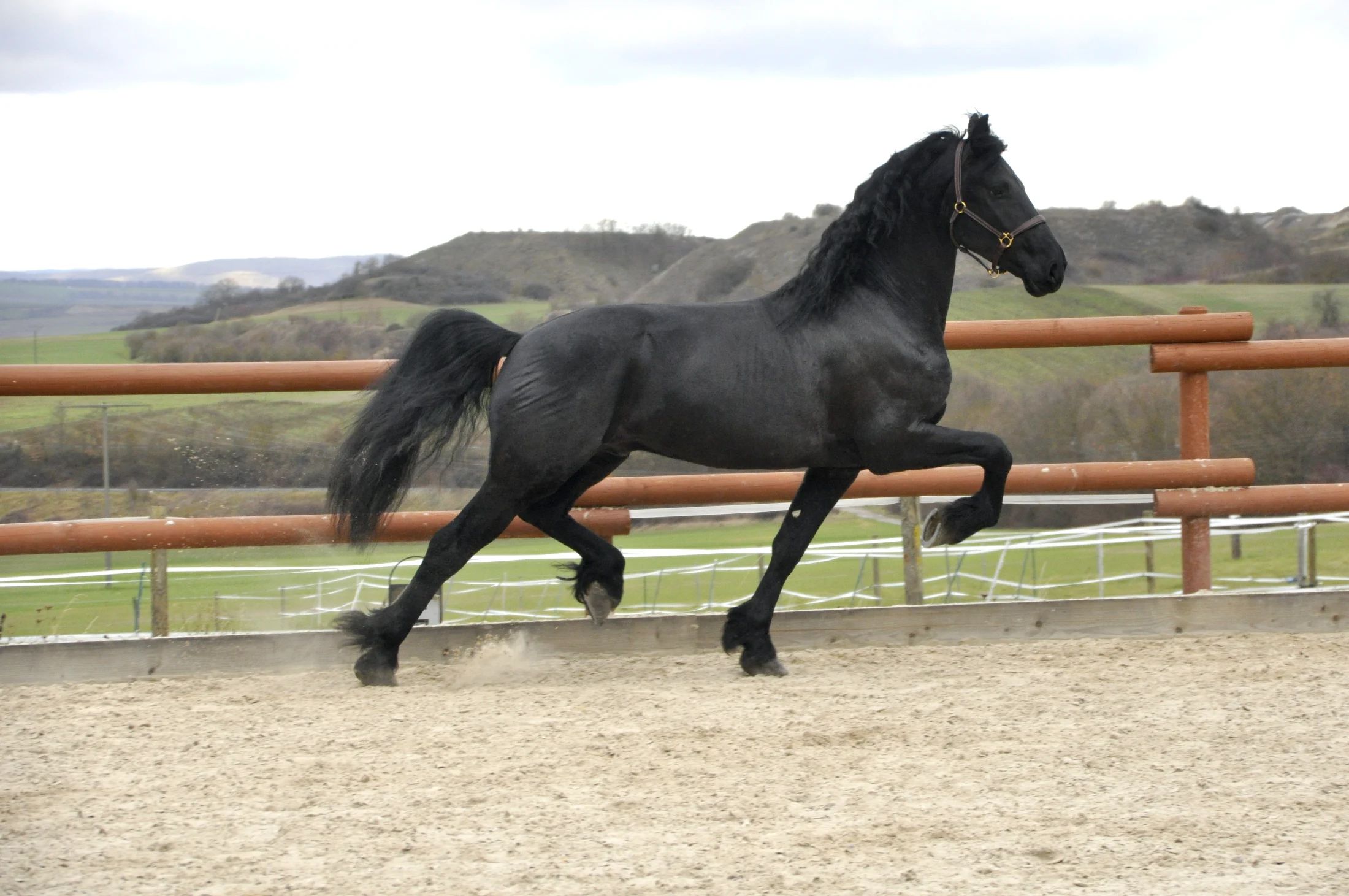 recreatiepaard hengst 4 歳 zwart 売り出し中 - 写真 2
