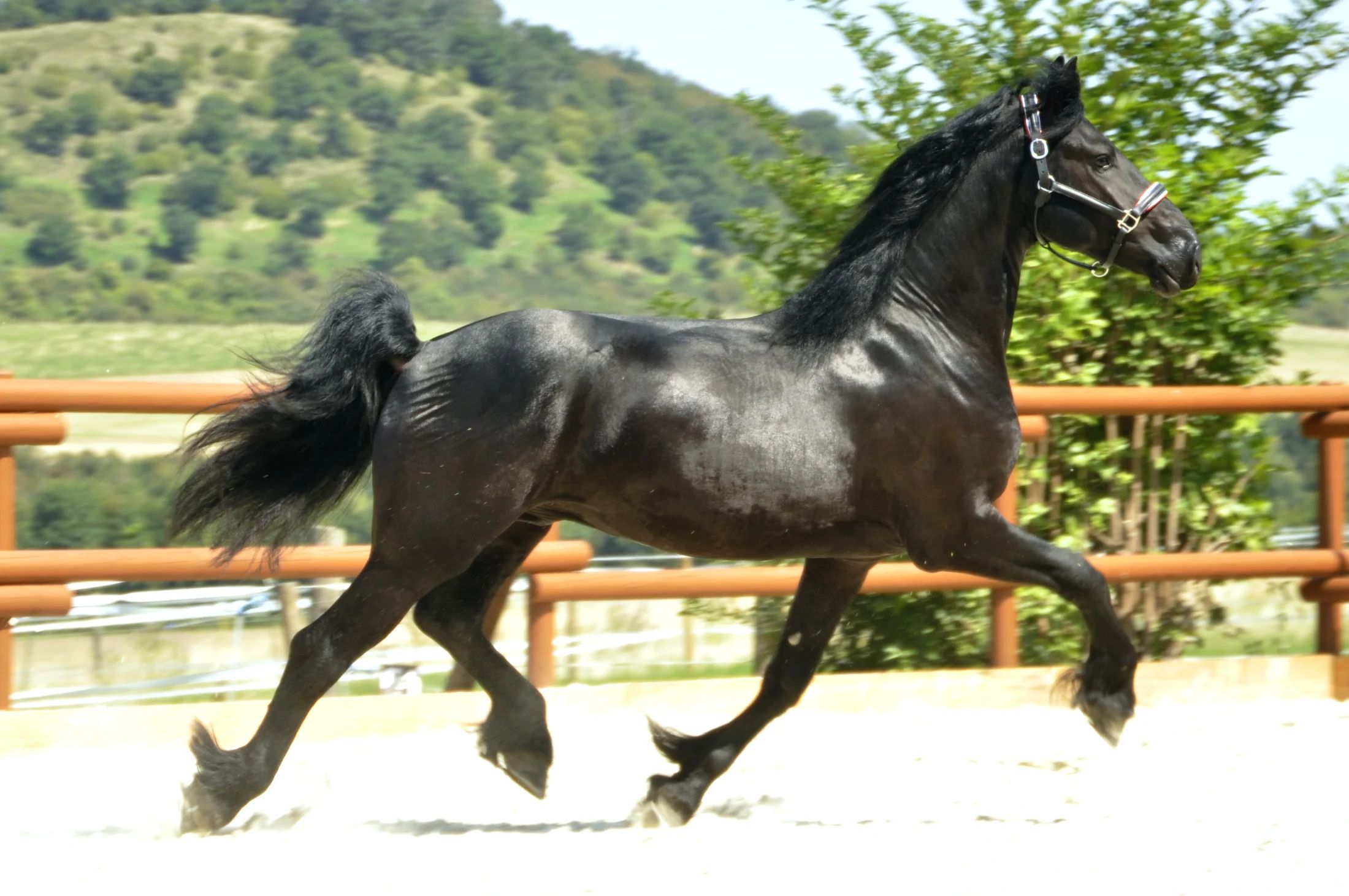 recreatiepaard hengst 4 歳 zwart 売り出し中 - 写真 5