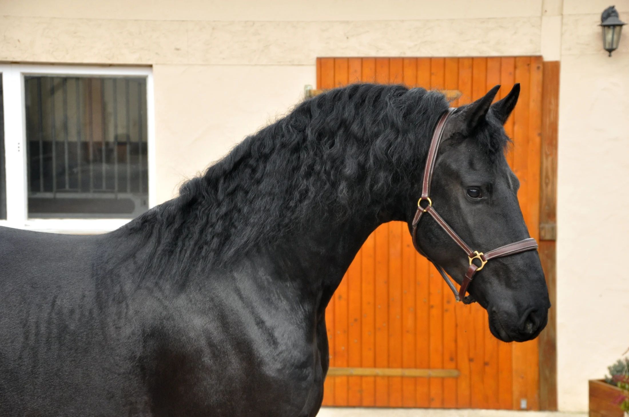 recreatiepaard hengst 4 歳 zwart 売り出し中 - 写真 3