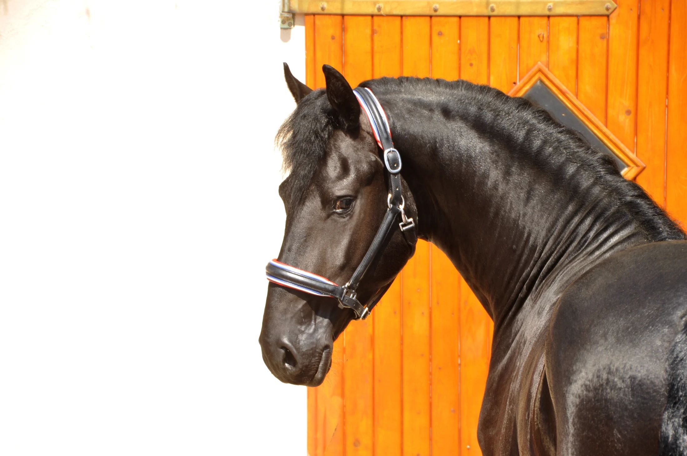 recreatiepaard hengst 4 歳 zwart 売り出し中 - 写真 4