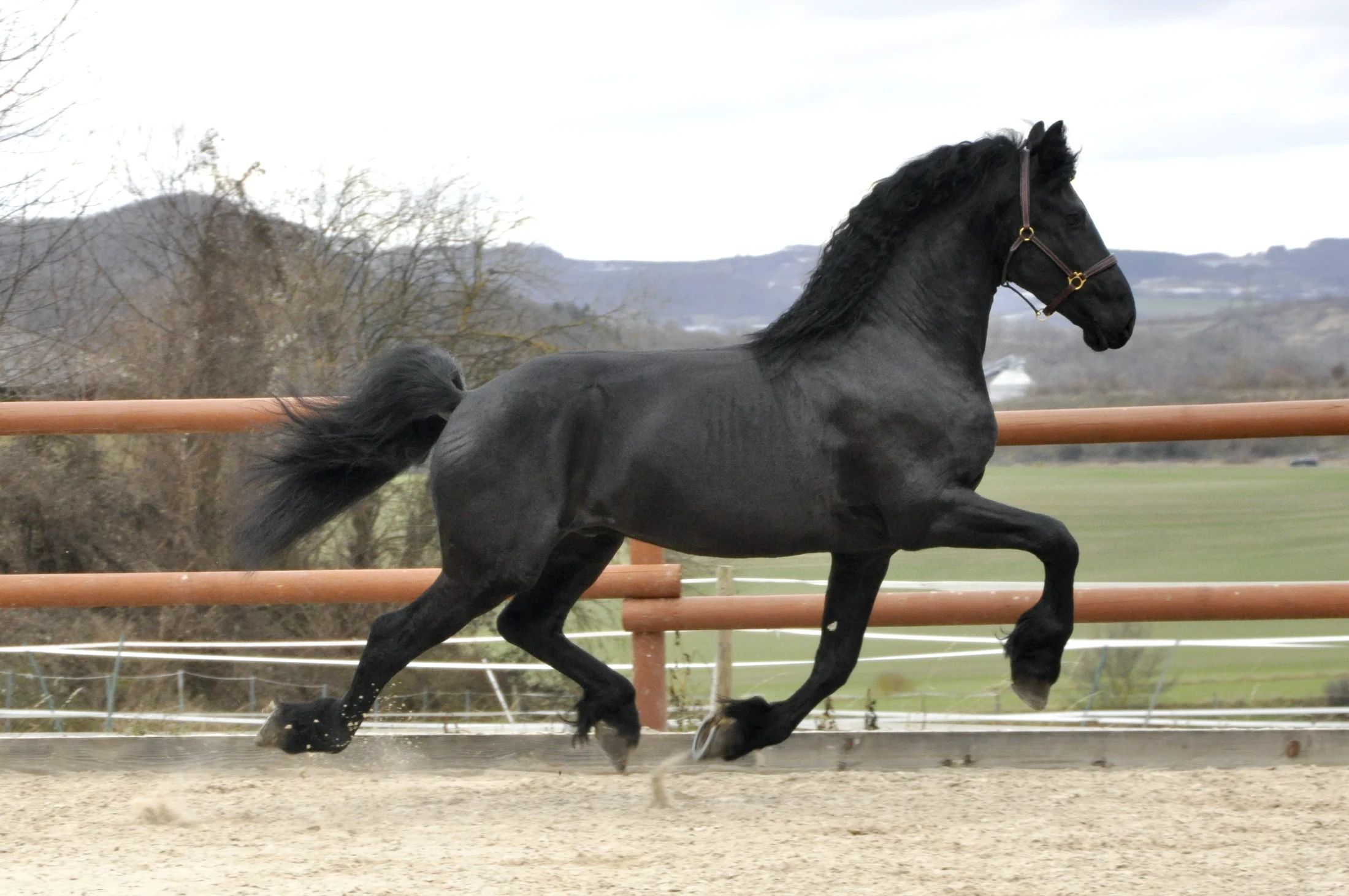 recreatiepaard hengst 4 歳 zwart 売り出し中 - 写真 6