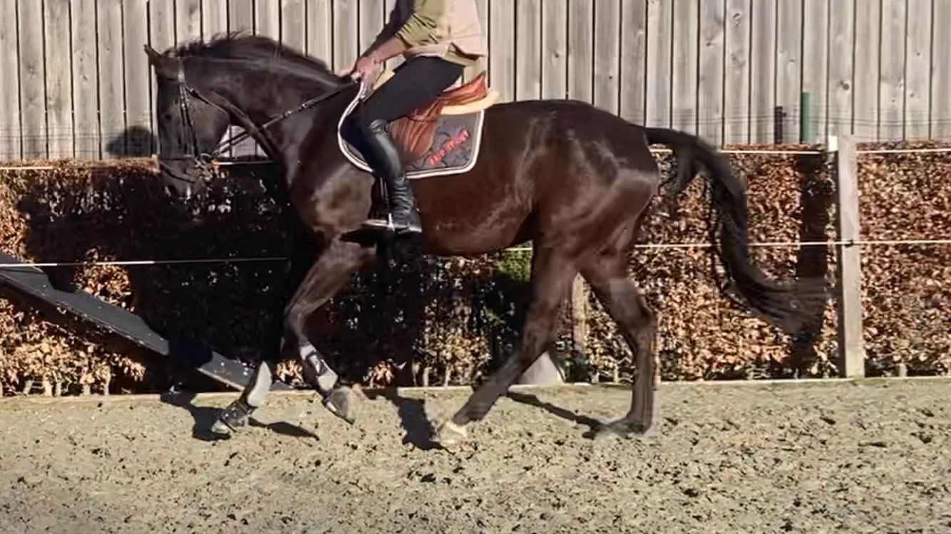 BWP springpaard Ruin 5 years old Bruin for sale - Photo 4