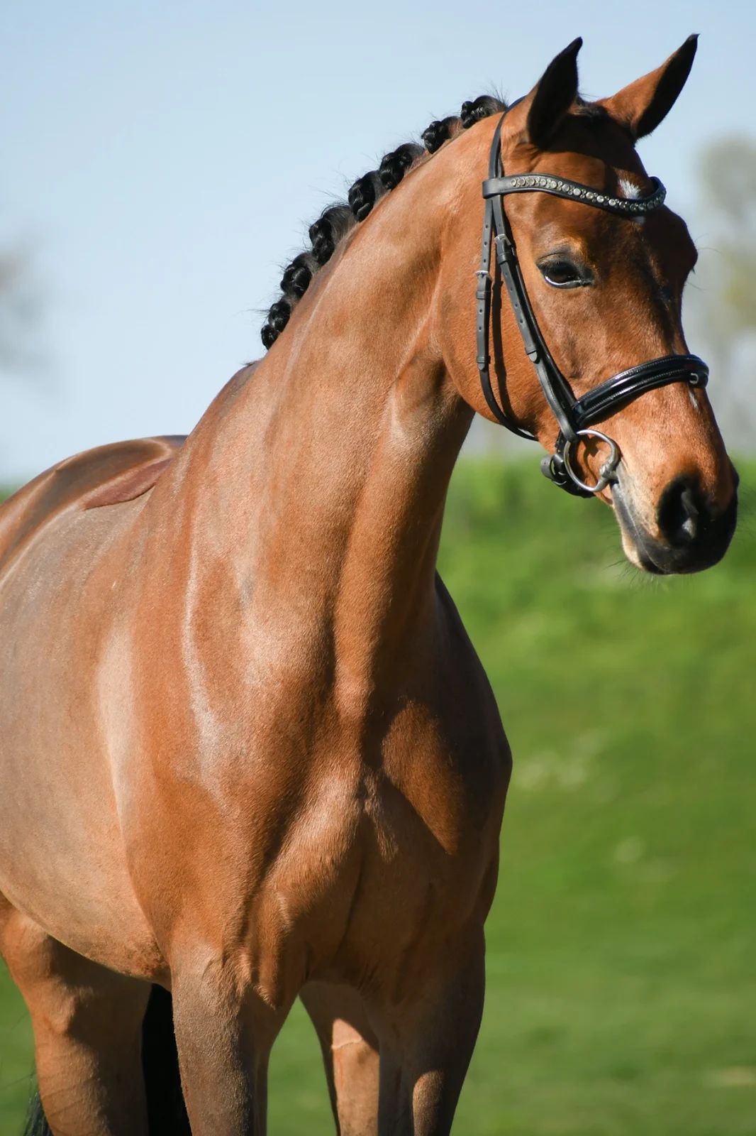KWPN dressuurpaard Merrie 8 years old for sale - Photo 2