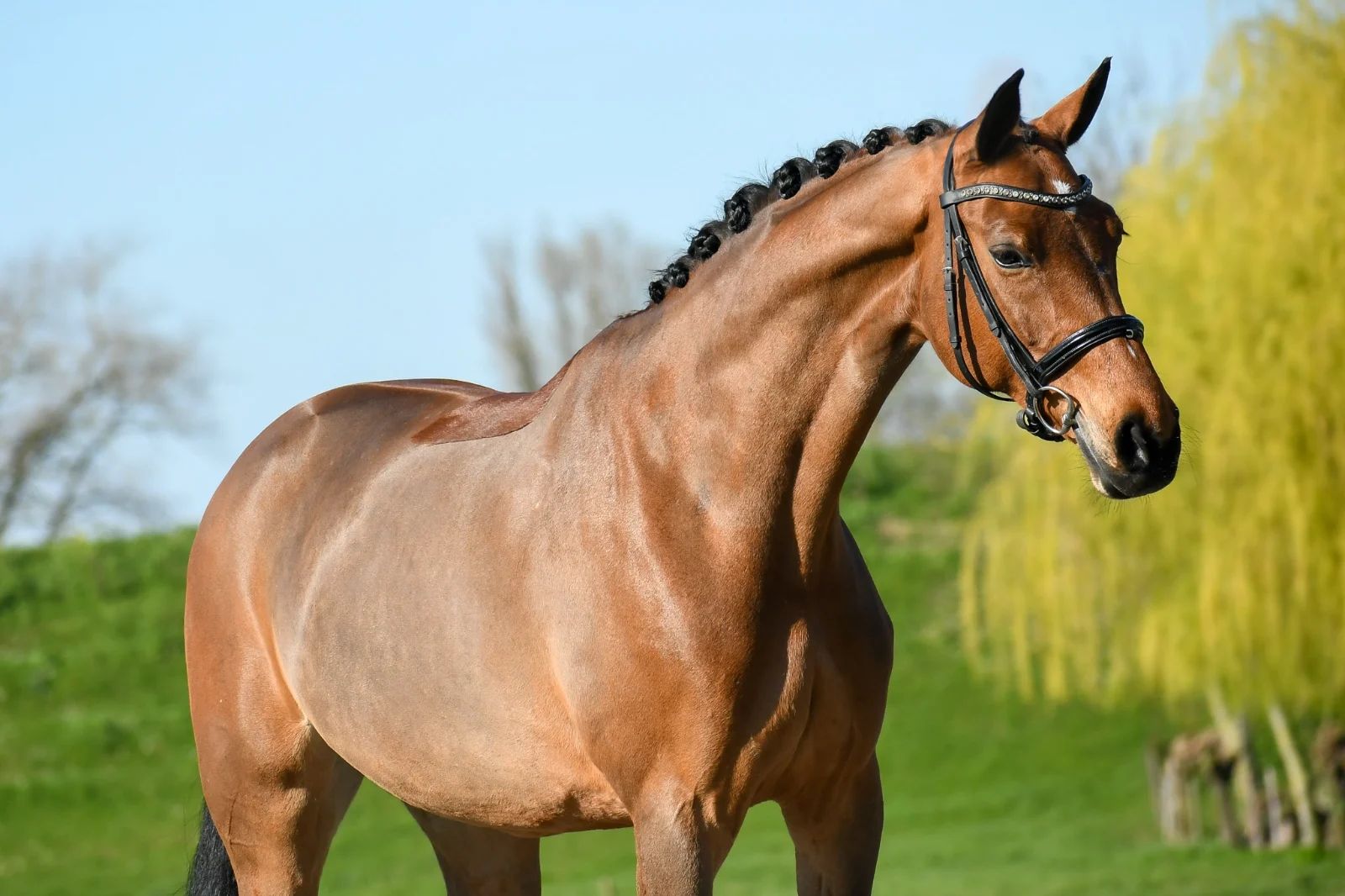 KWPN dressuurpaard Merrie 8 years old for sale - Photo 3