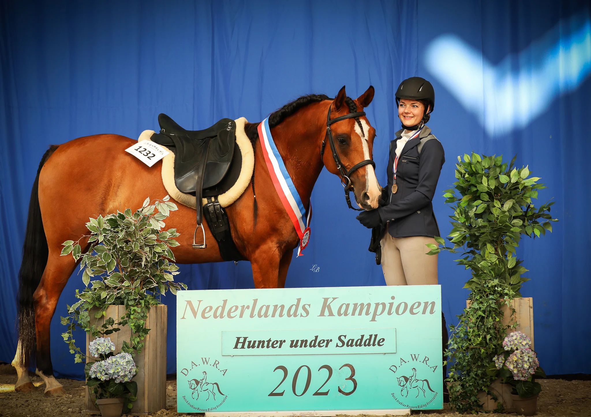 arabier western-paard ruin 9 jaar bruin te koop - Foto 4