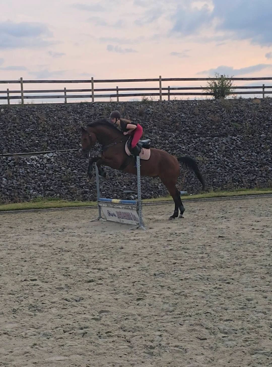 nrps springpaard ruin 7 years old bruin for sale - Photo 2