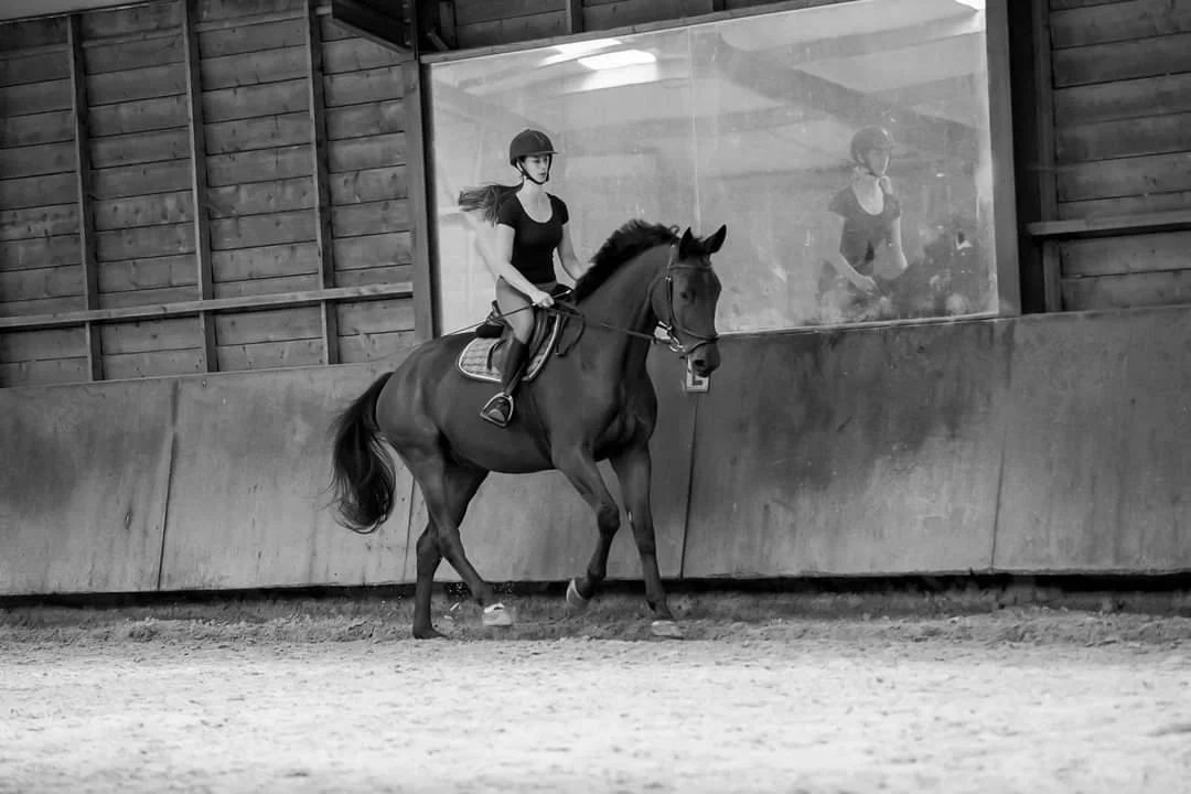 nrps springpaard ruin 7 years old bruin for sale - Photo 5