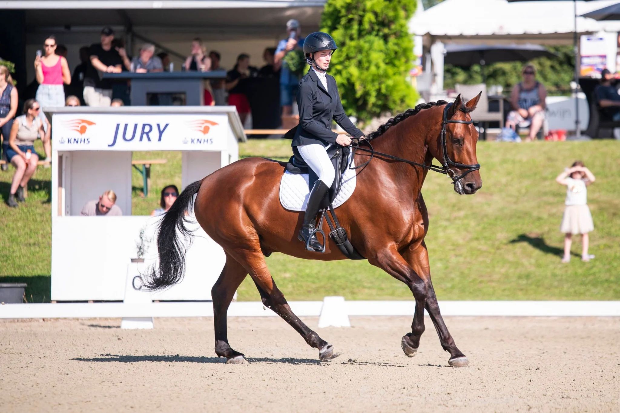 nrps springpaard ruin 7 years old bruin for sale - Photo 6