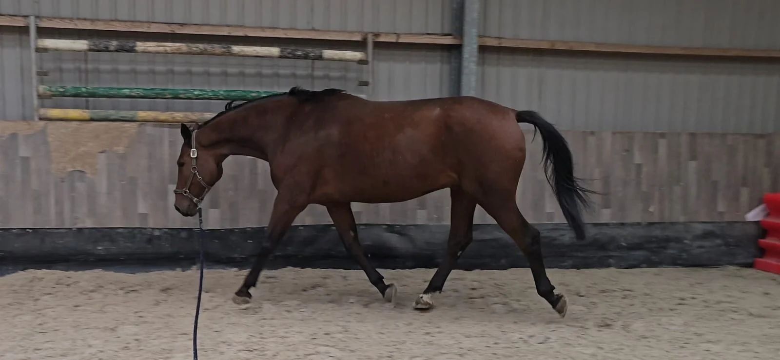 nrps springpaard ruin 7 years old bruin for sale - Photo 3