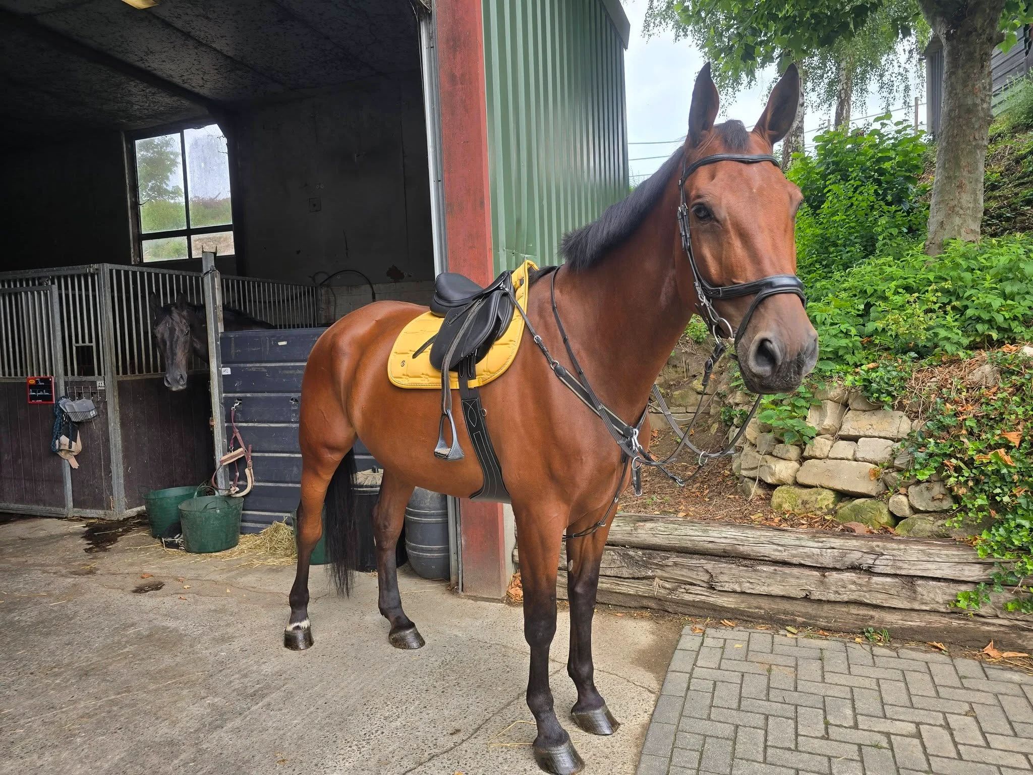 nrps springpaard ruin 7 years old bruin for sale - Photo 4