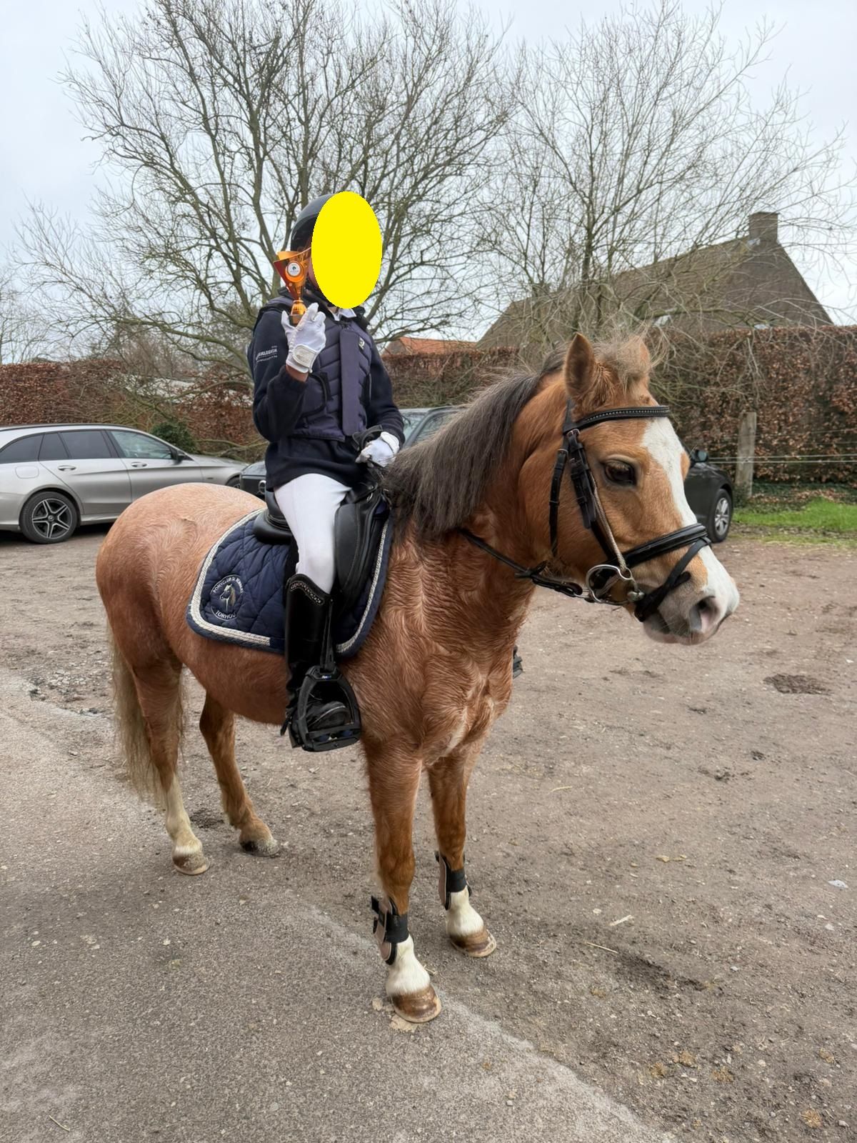 welsh allround-pony merrie 12 years old palomino for sale - Photo 6