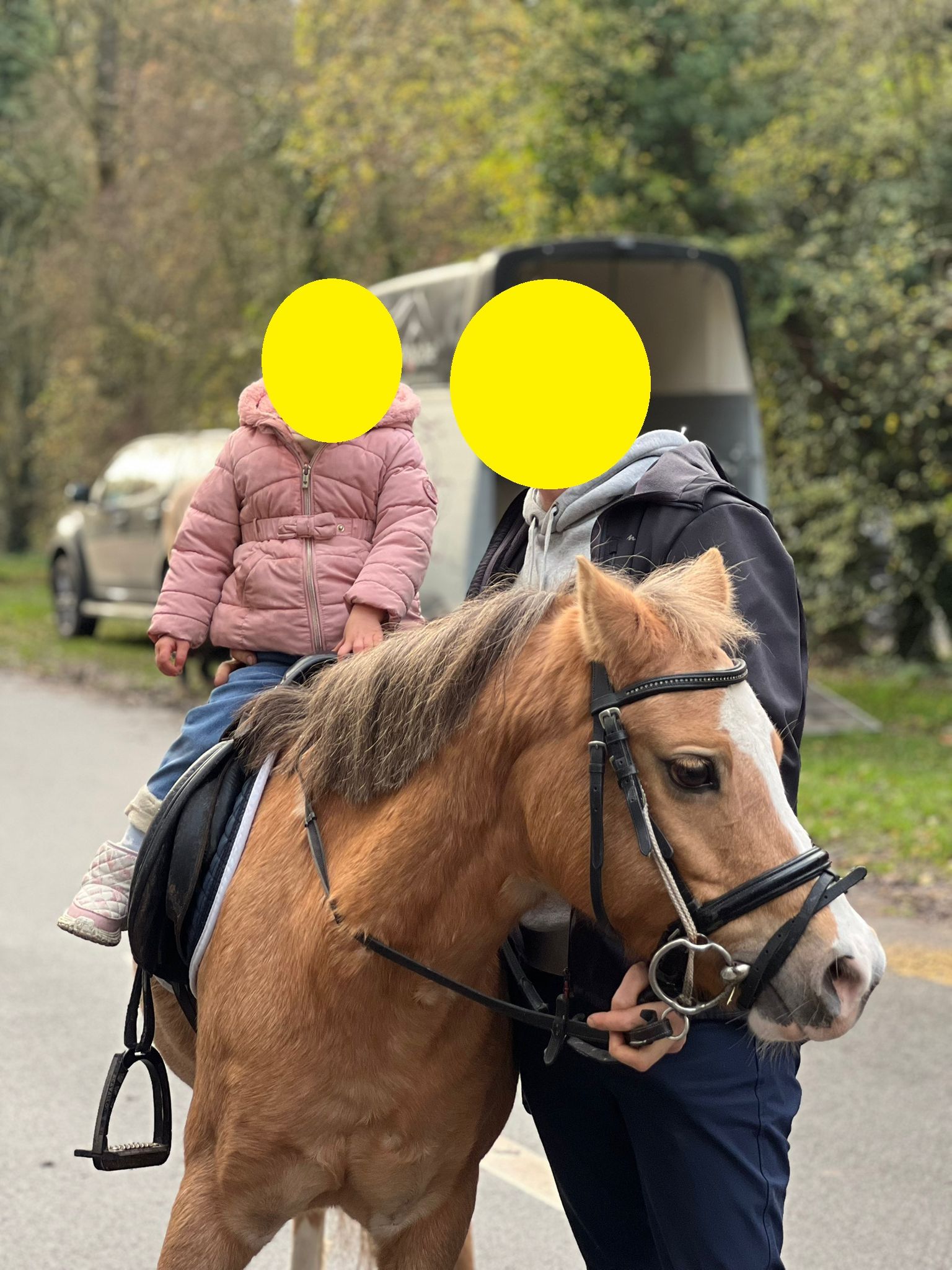welsh allround-pony merrie 12 years old palomino for sale - Photo 3